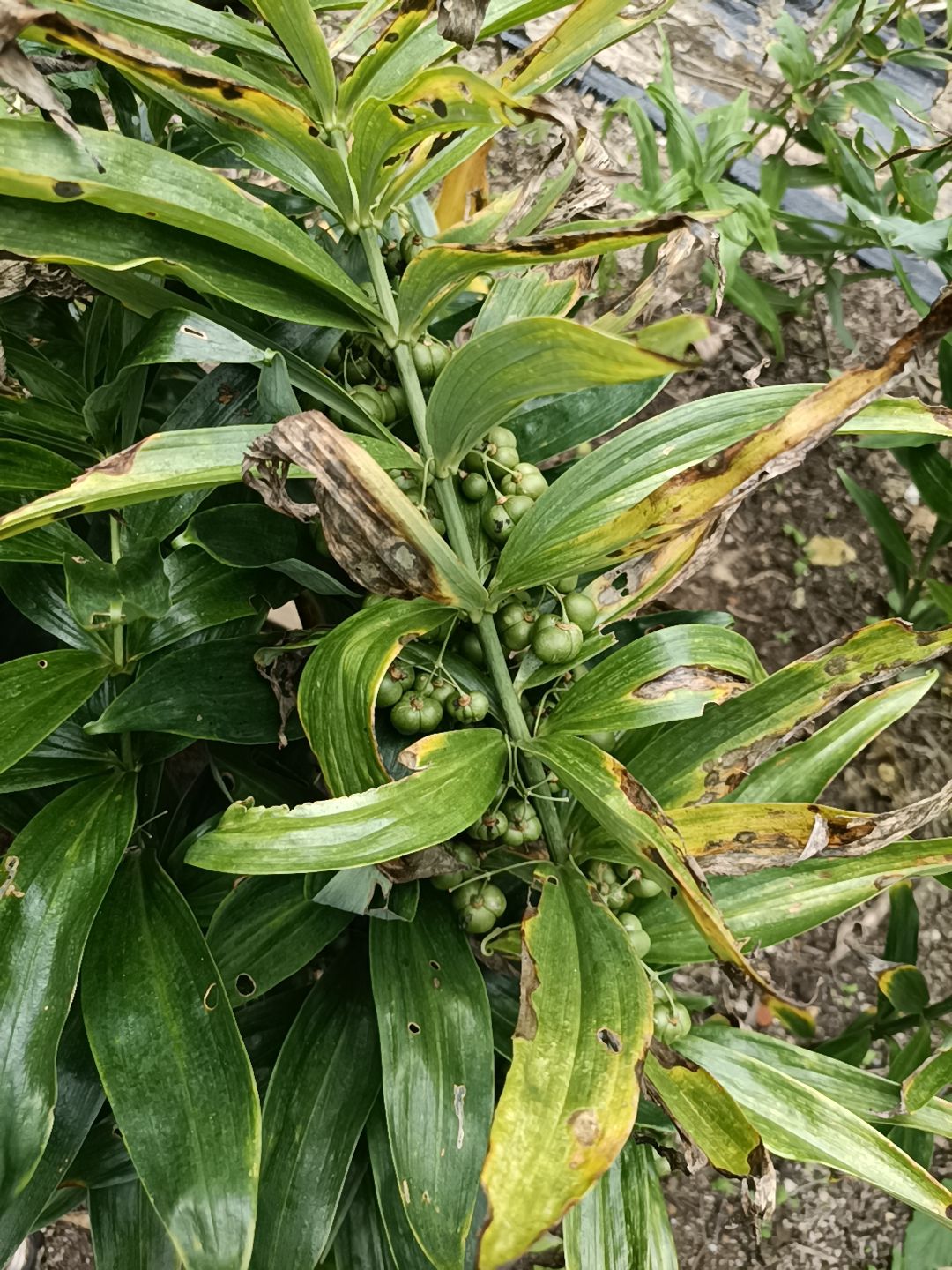 不倒苗黄精   多花黄精  姜型黄精种子