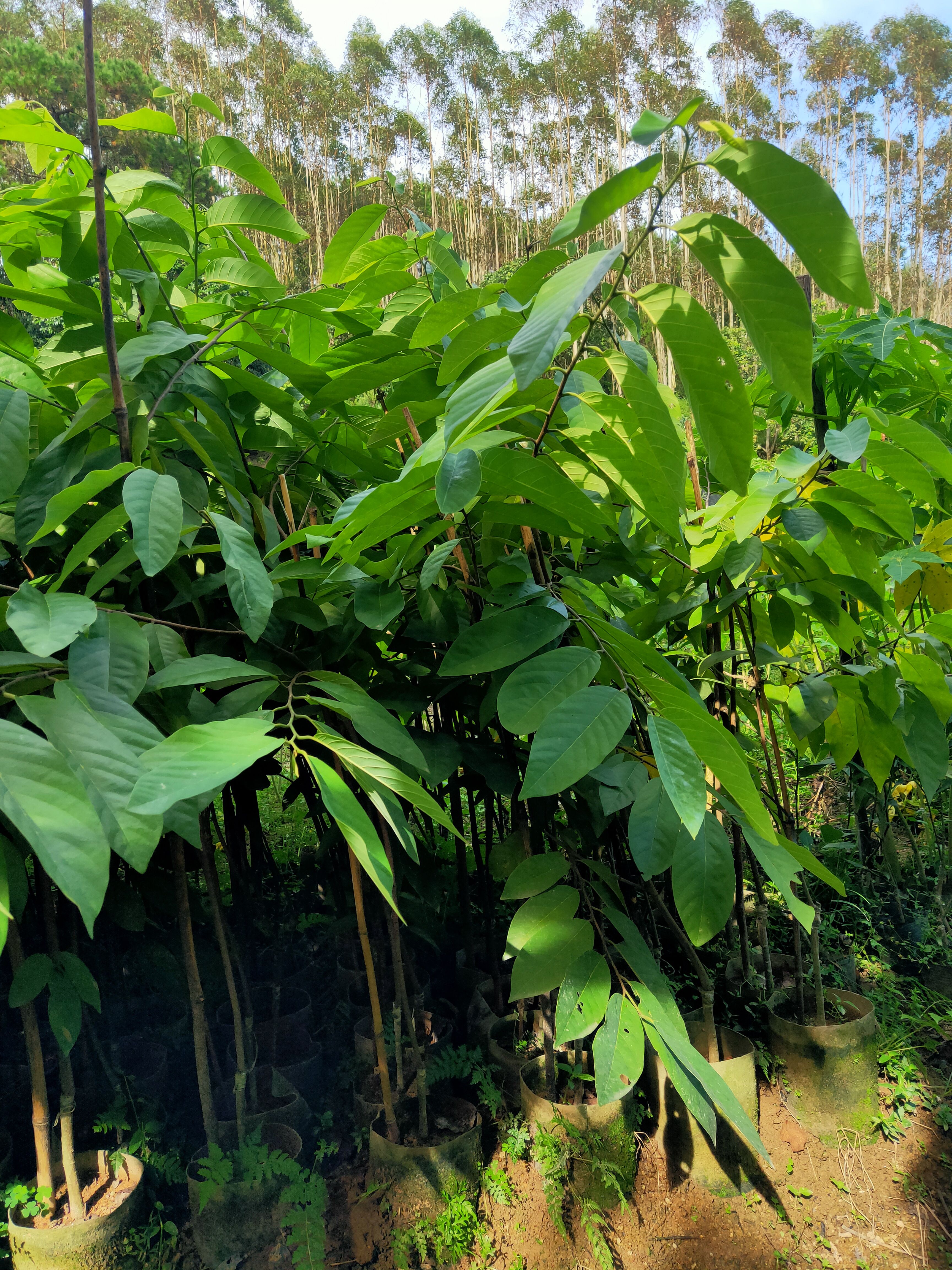 释迦果苗，营养杯苗，小小棵都开花的！嫁接苗！