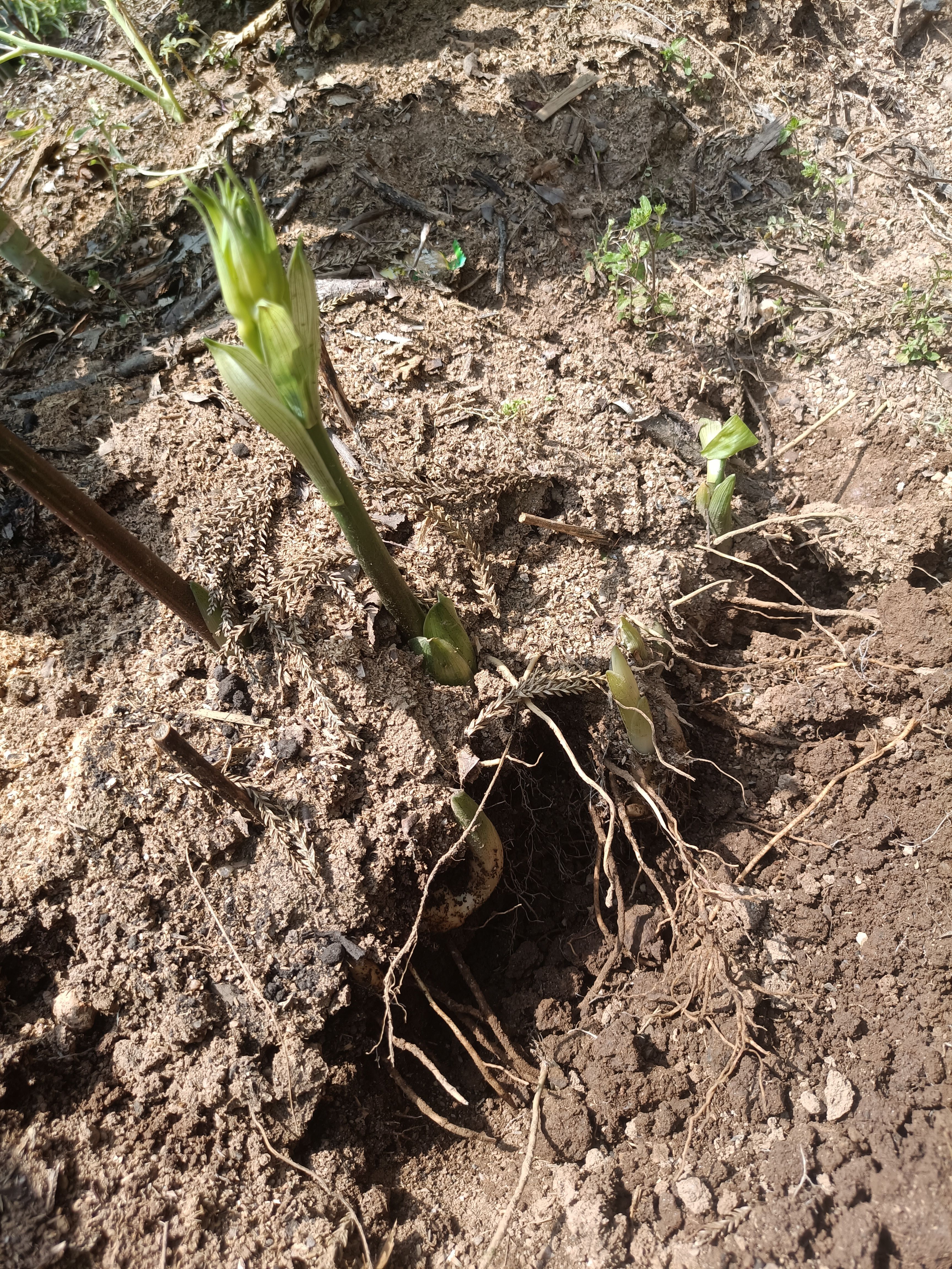 黄精种苗  姜型多花不倒苗黄精籽育苗 种子育苗 老虎姜苗 基地直供100