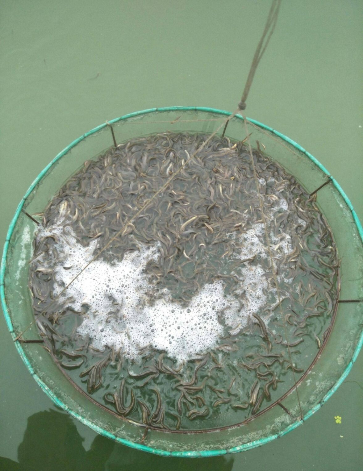 泥鳅苗  支持送货上门，货到付款量大从优，四川，云南，贵州，湖南，广西