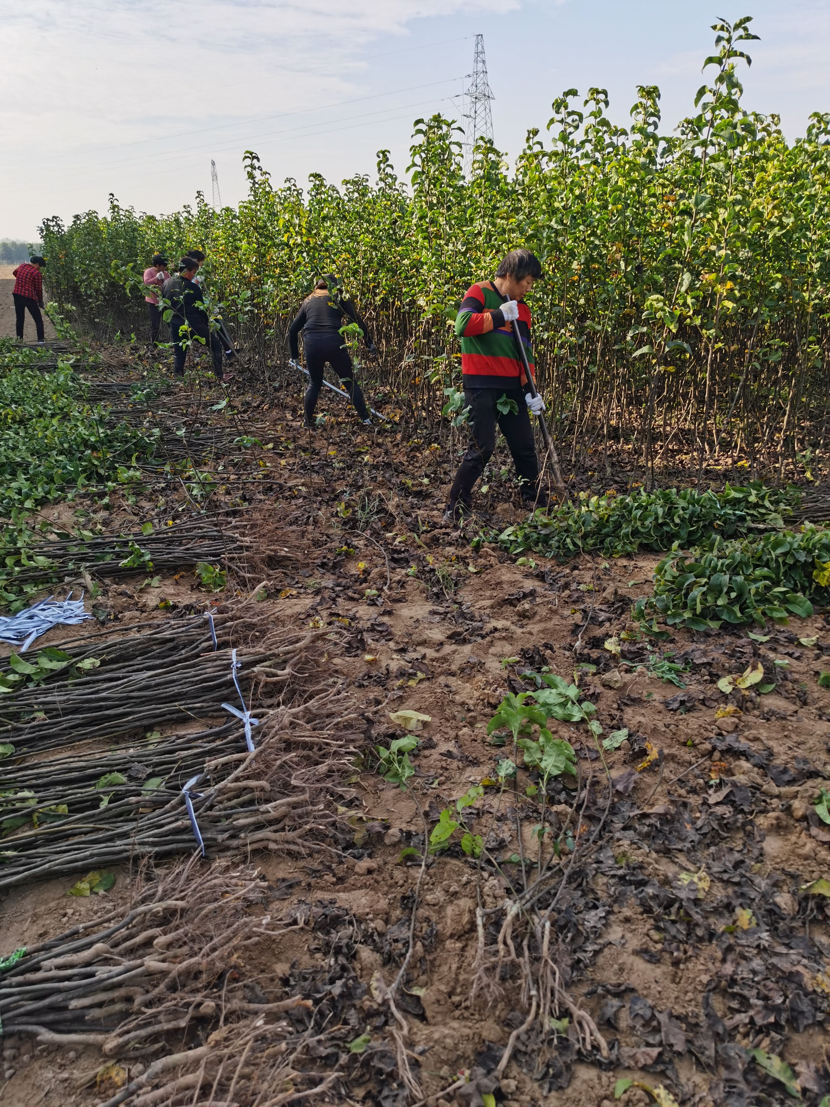 秋月梨树苗 保证品种 基地直供 全国发货