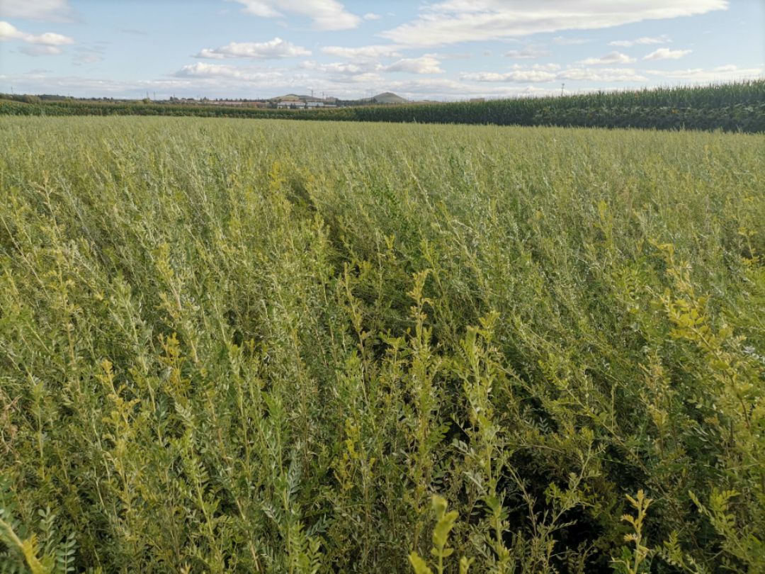 柠条苗  白柠条