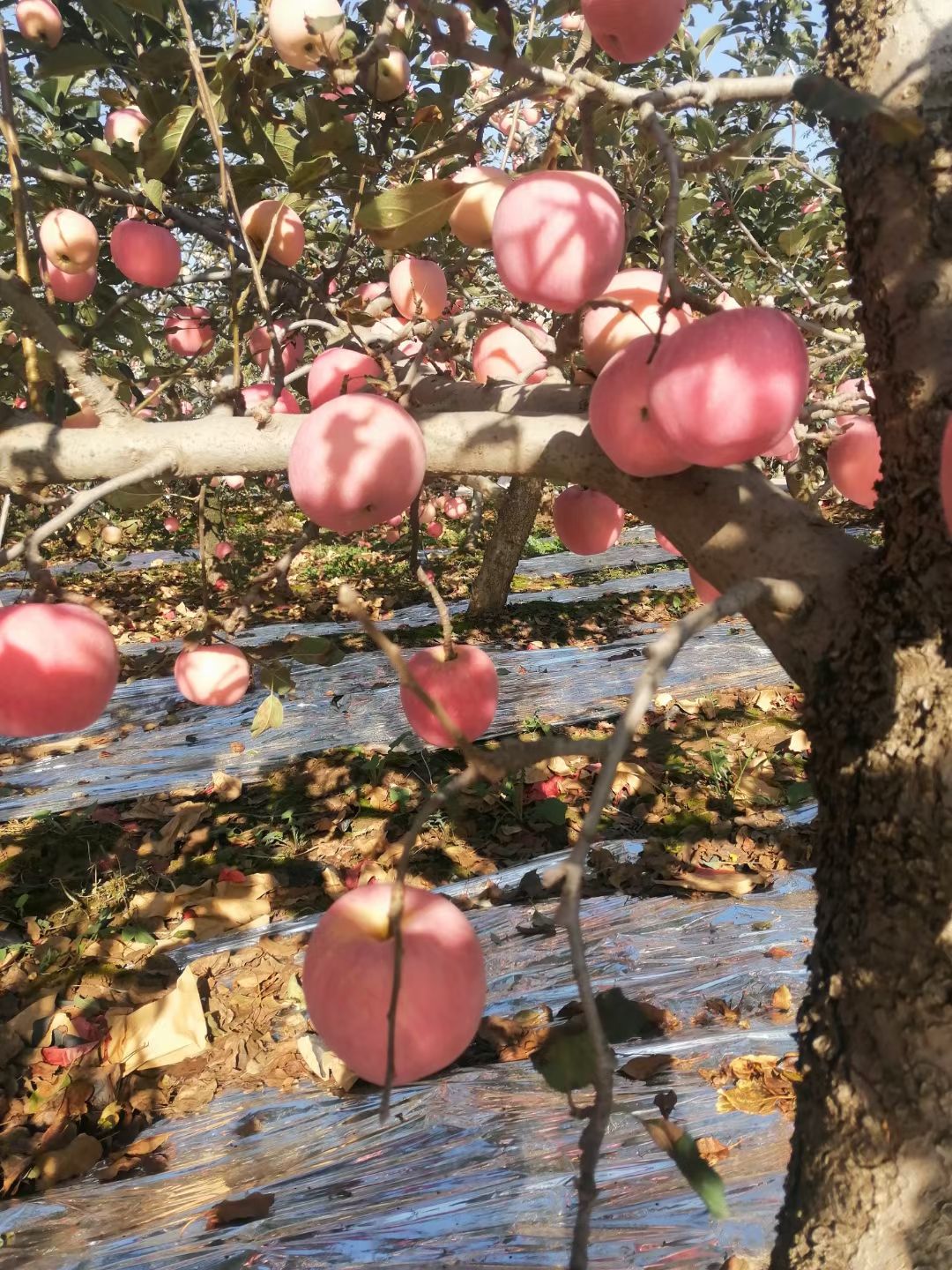  纸袋红富士苹果大量有货，对接各大电商微商，
