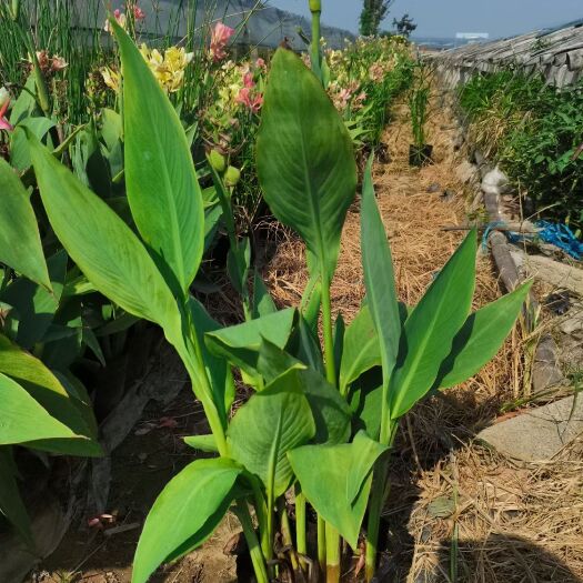 杭州粉美人蕉  成活率高，株数够