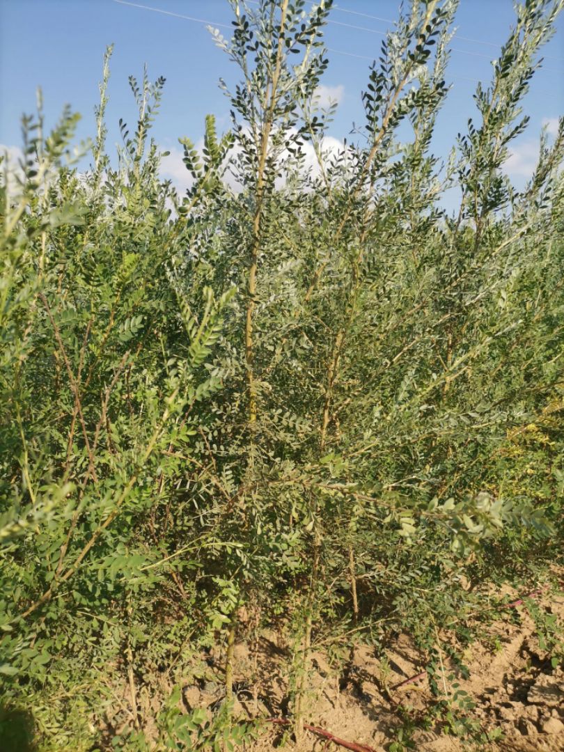 柠条苗  白柠条