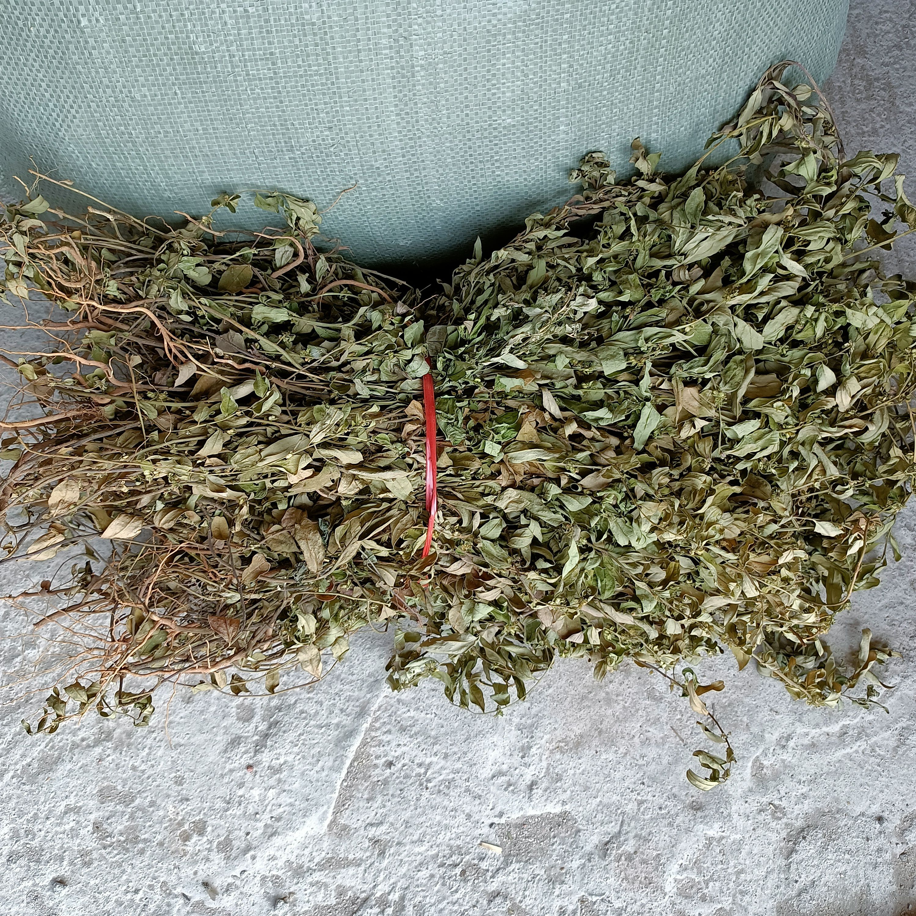 小金牛草  紫背金牛