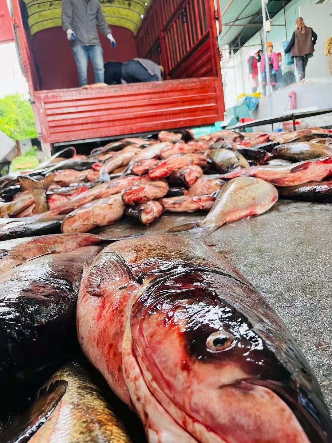 白鲢鱼 大白鲢，雄鱼，淡水鱼直批