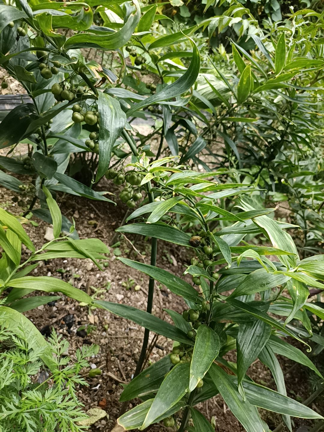 不倒苗黄精   多花黄精  姜型黄精种子