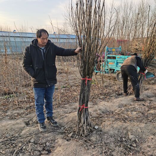 西华县秋月梨树苗 保证品种 基地直供 全国发货