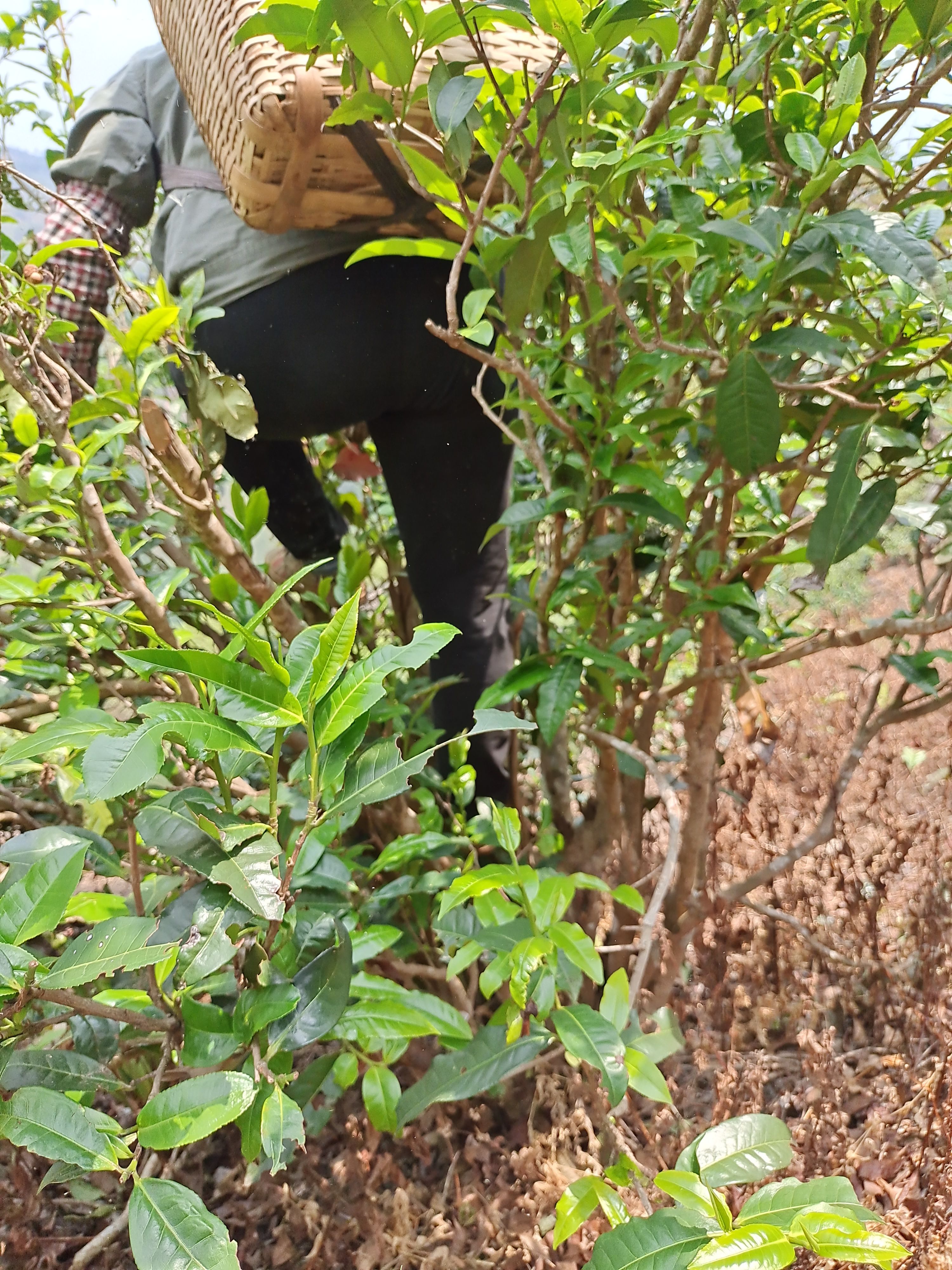 古树茶  勐库大叶茶生茶龙珠，方便携带，一泡一颗