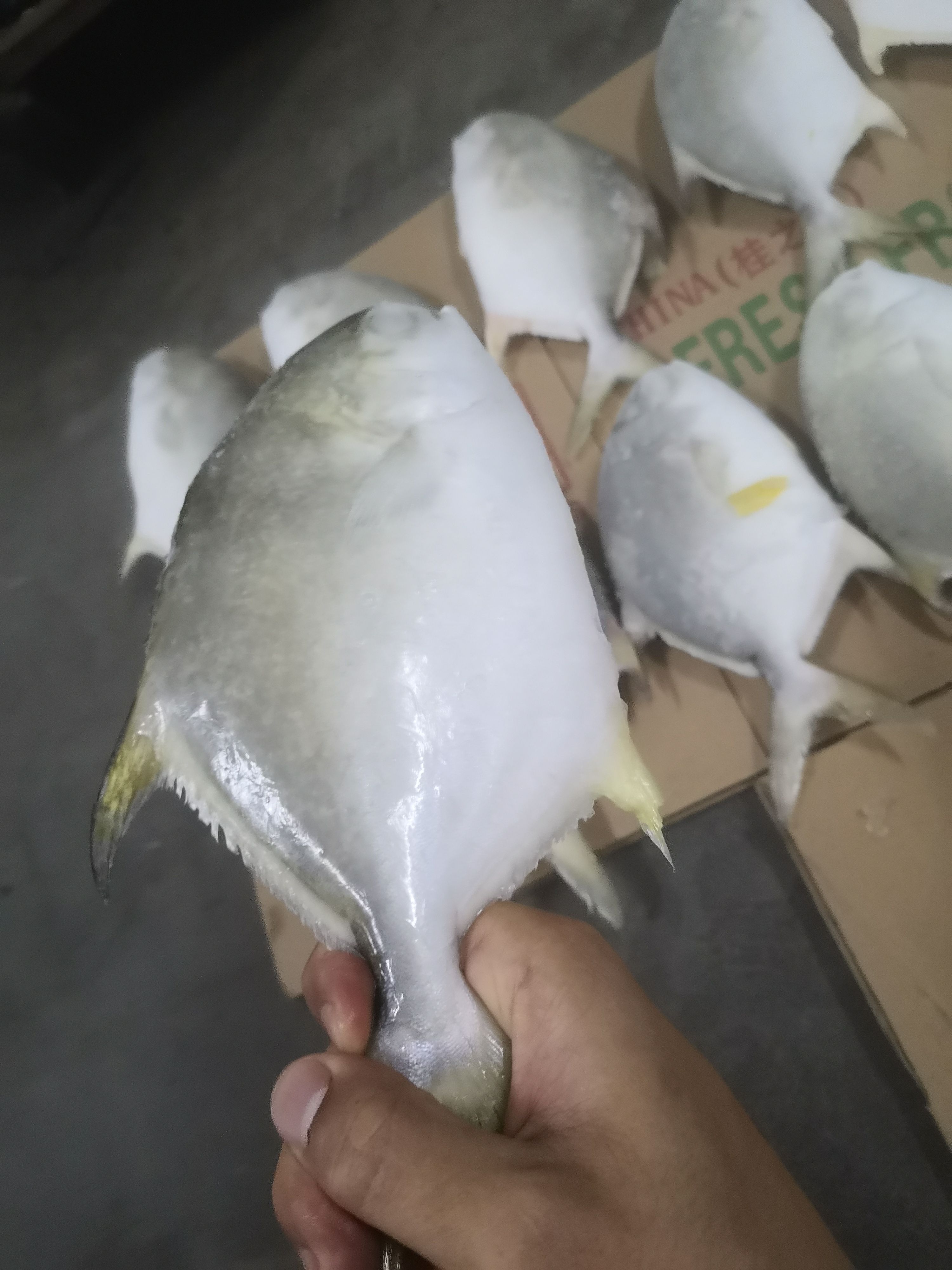 寻找实力金鲳鱼买家，量大，可电商长期供应，货源稳定