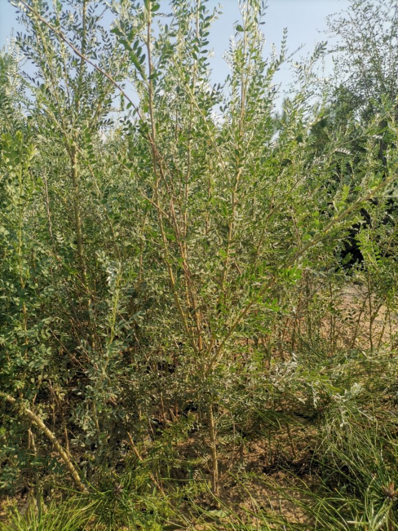 柠条苗  白柠条