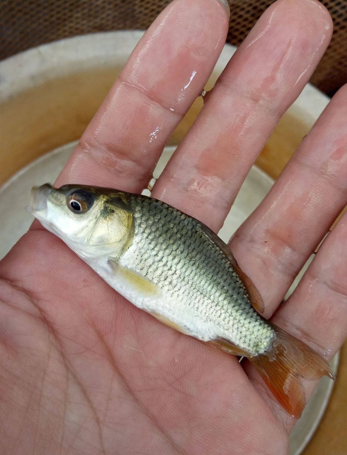 鲤鱼苗  各种鱼苗，货到付款量大从优，云南，贵州四川￼等等地