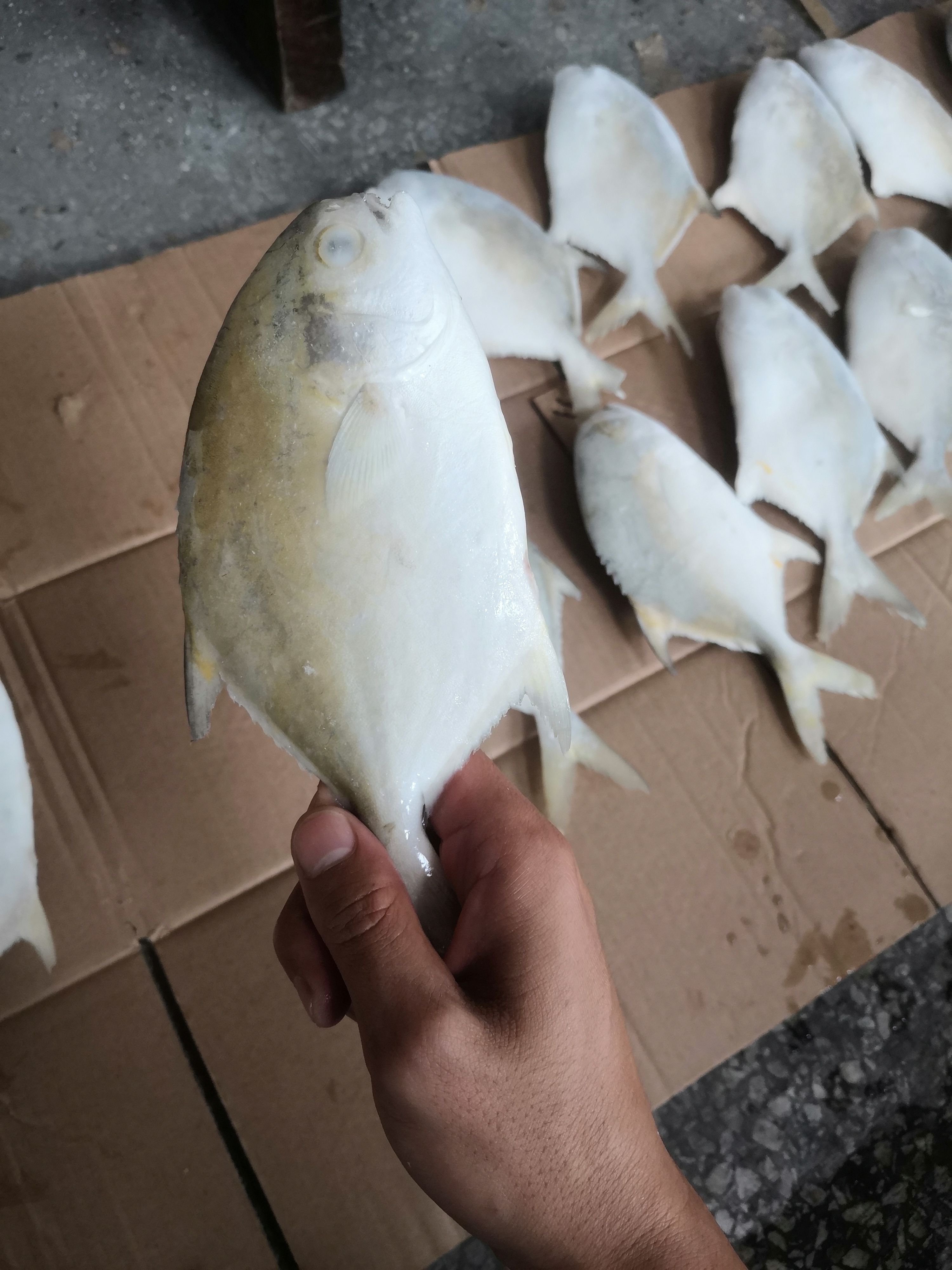 寻找实力金鲳鱼买家，量大，可电商长期供应，货源稳定