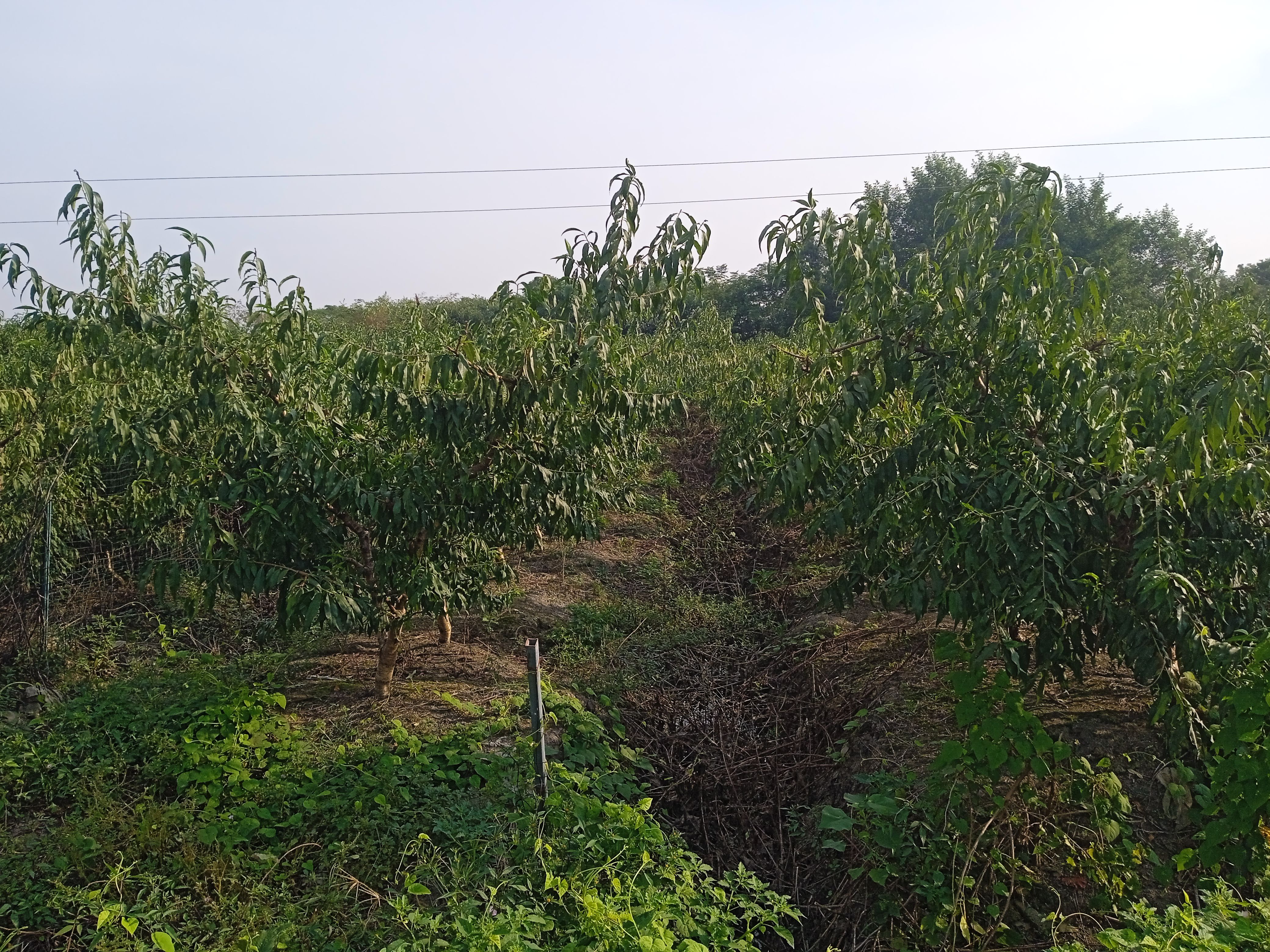桐乡市果园 第四年丰产期锦绣黄桃园出售，树型已培养好，入手即收果子