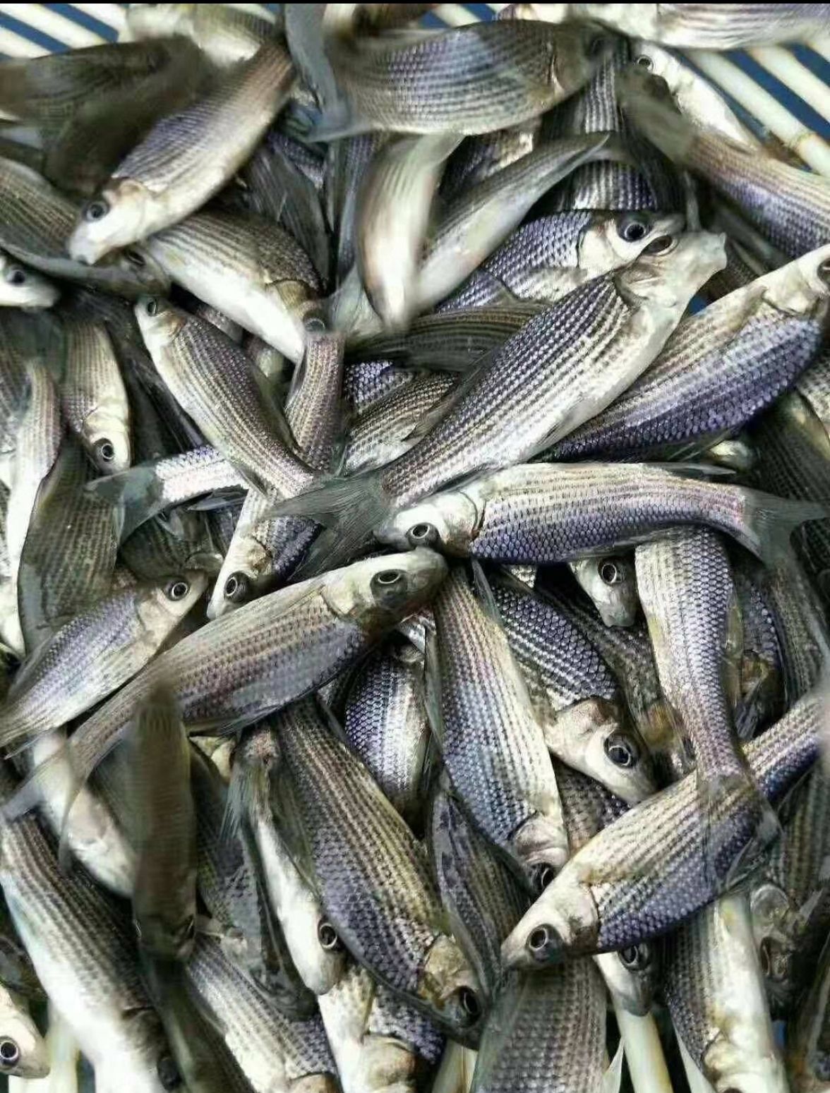 岩鲤鱼苗，草鱼苗，鲤鱼，黄辣丁大口鲢免费送货上门，货到付款，