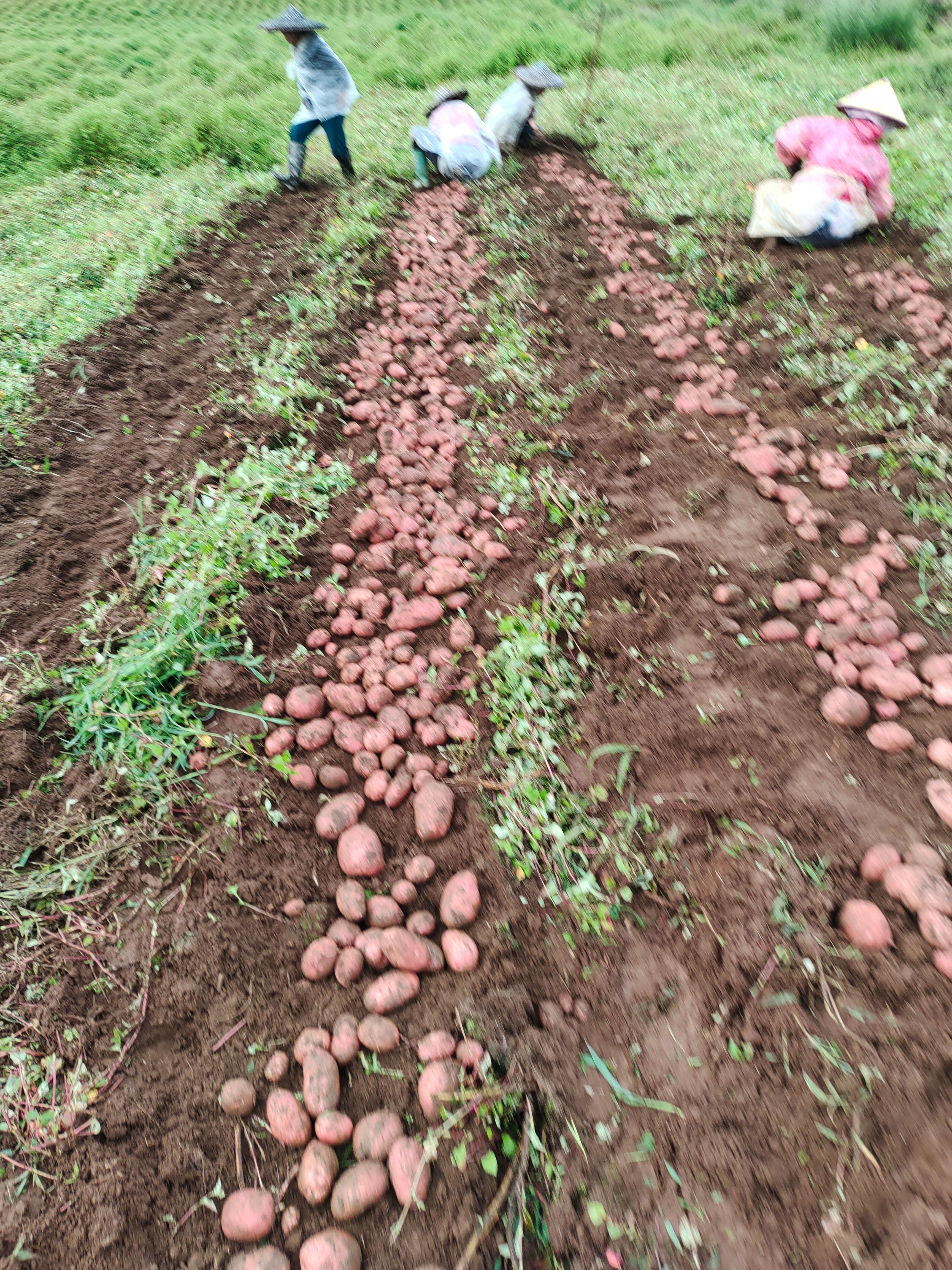  大量青薯9号上市有需要的老板可以联系