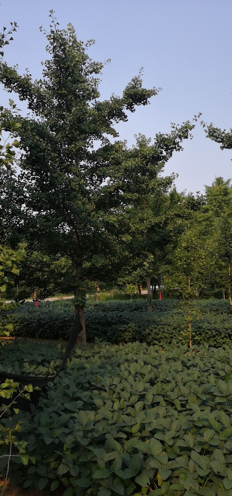 白果树 精品白果苗木12-18公分白果树苗