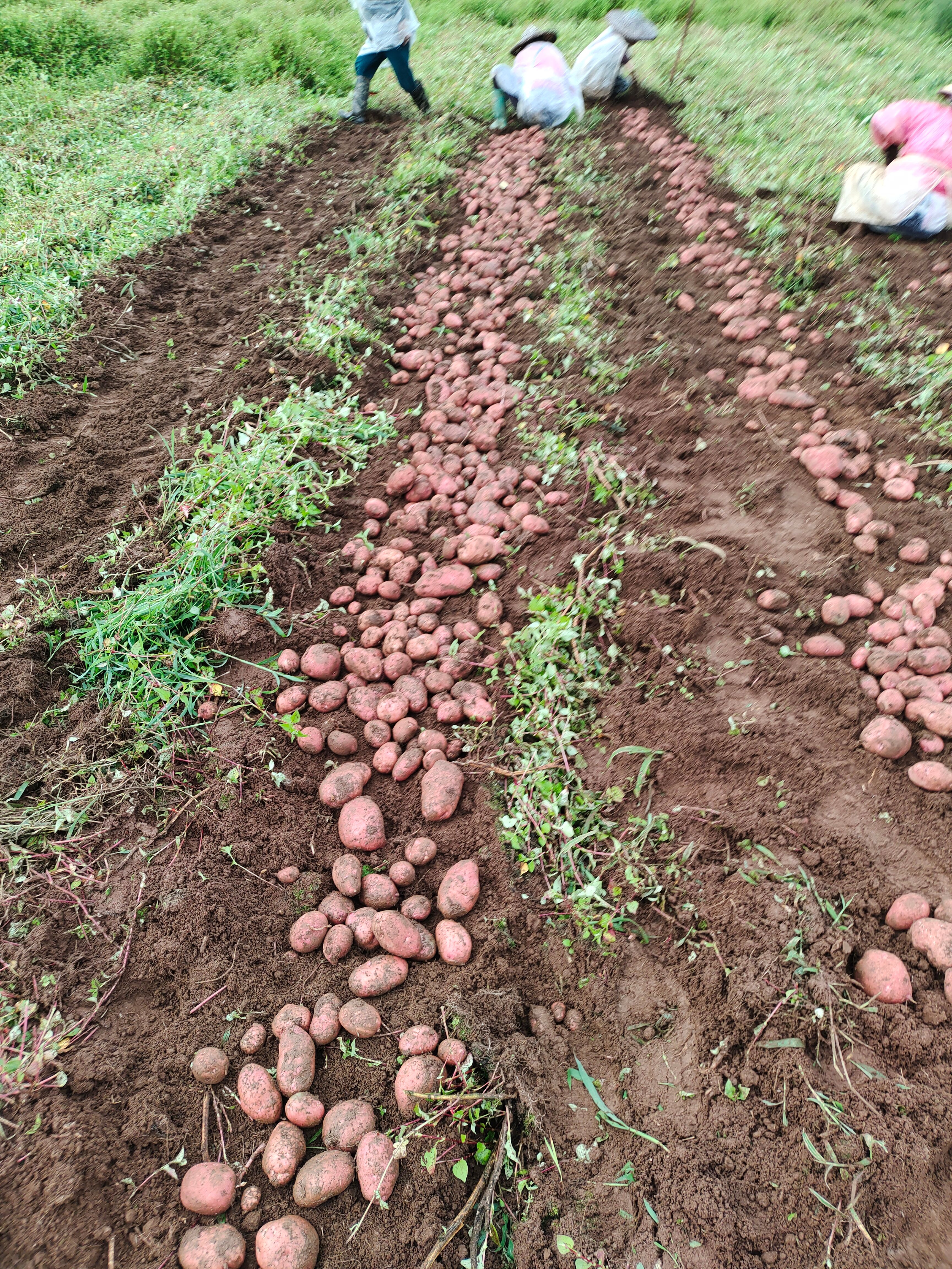  大量青薯9号上市有需要的老板可以联系