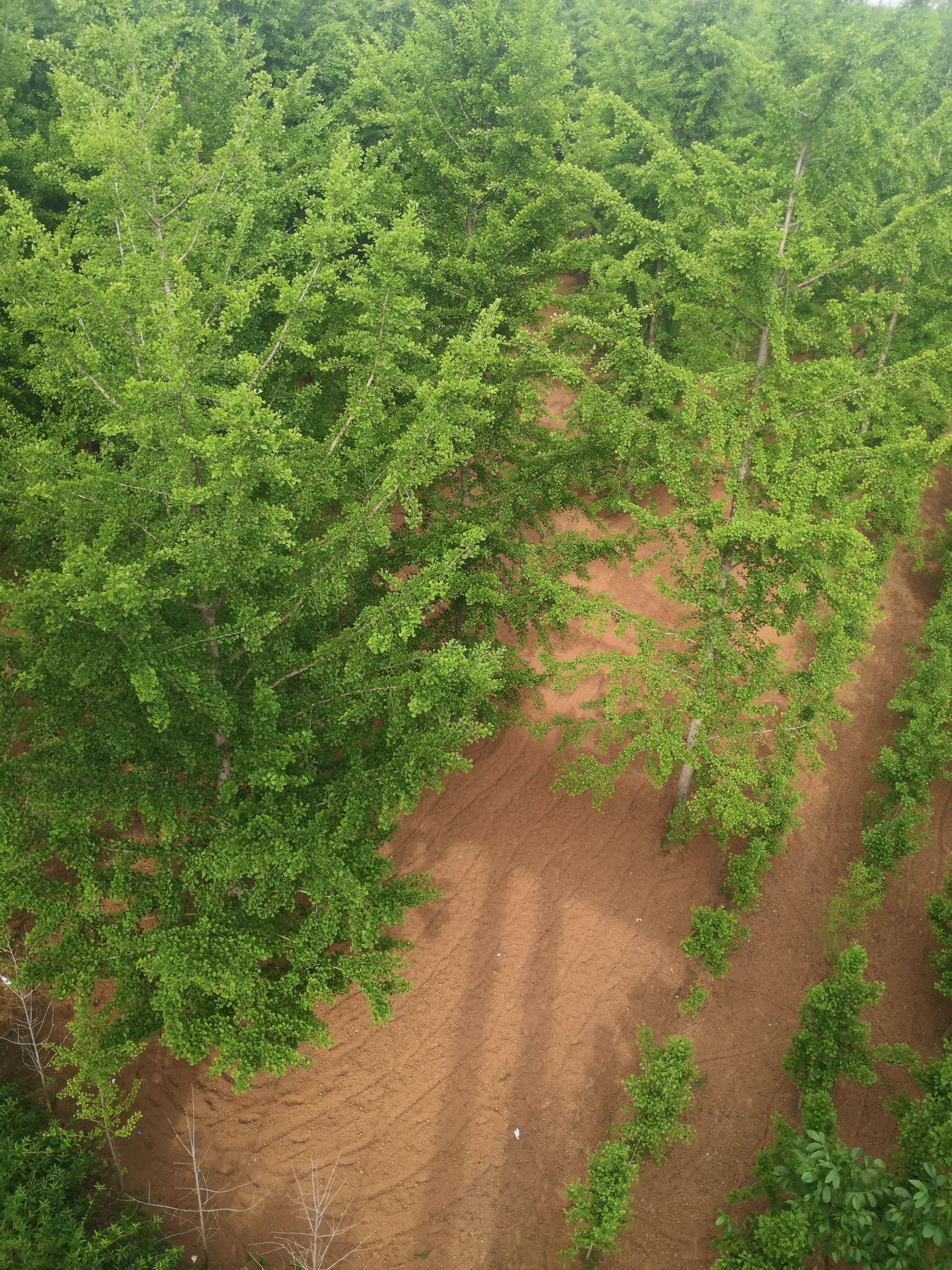 白果树 精品白果苗木12-18公分白果树苗