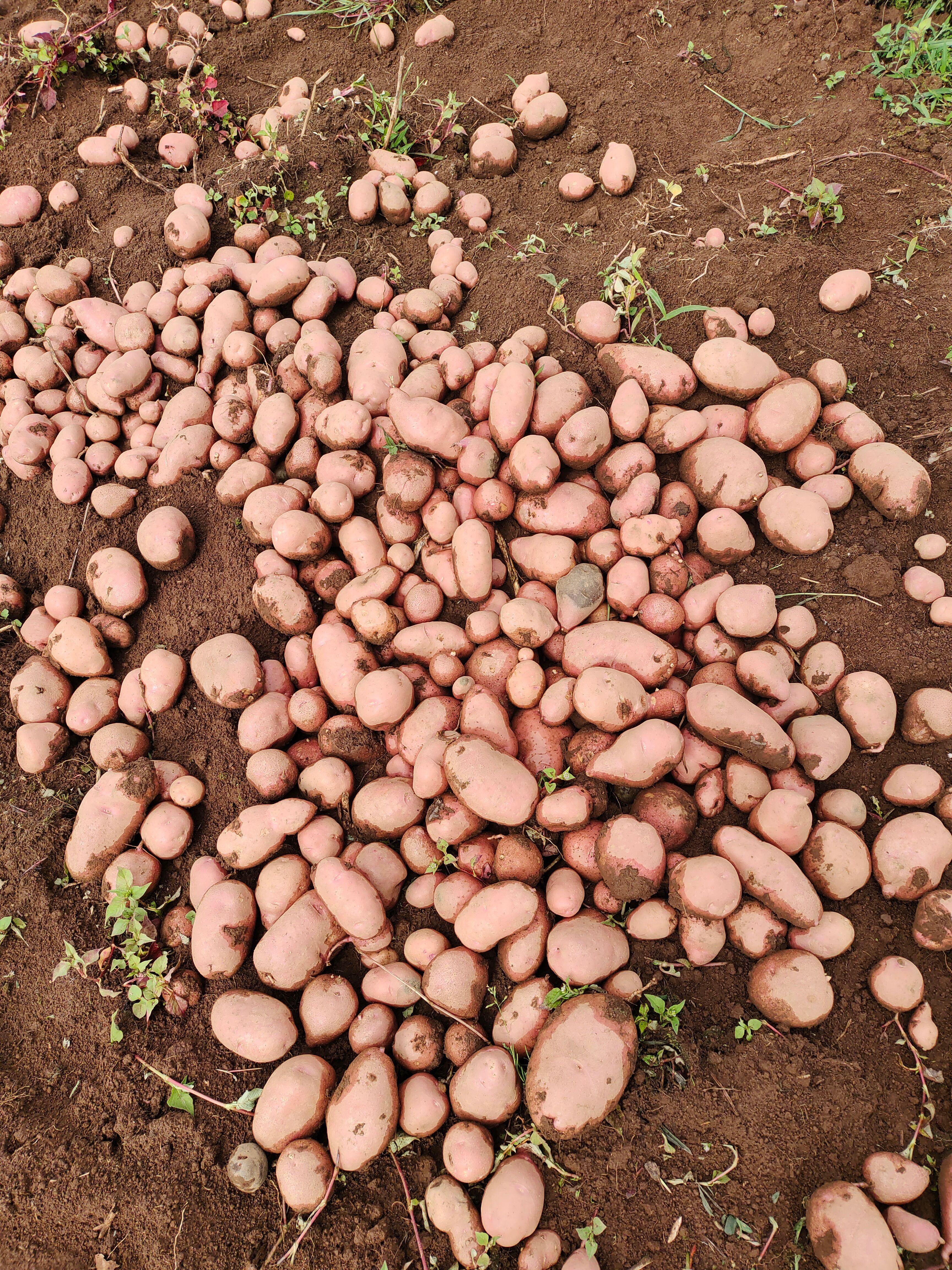  大量青薯9号上市有需要的老板可以联系