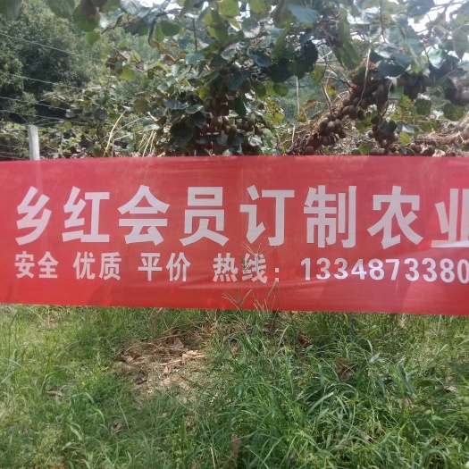 湘西高山八月瓜直销