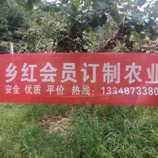 凤凰县湘西高山八月瓜直销