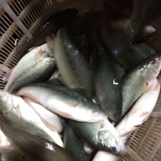 方正银鲫