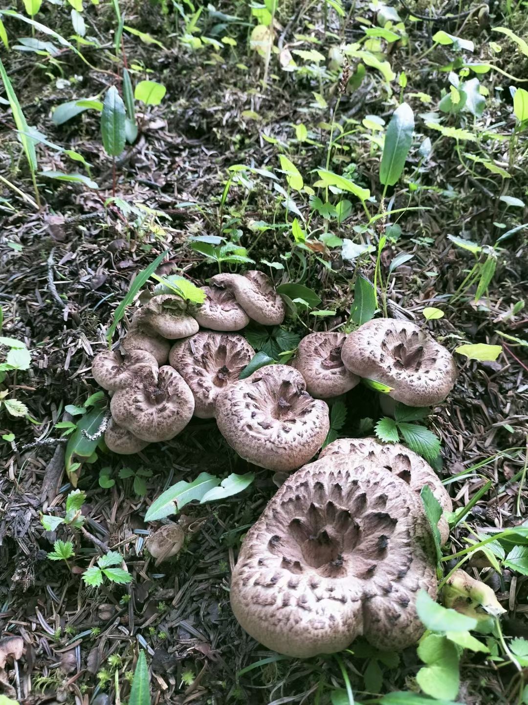 虎掌菌 野生虎掌菌 西藏虎掌菌 产地直发 一手货源 品质保证