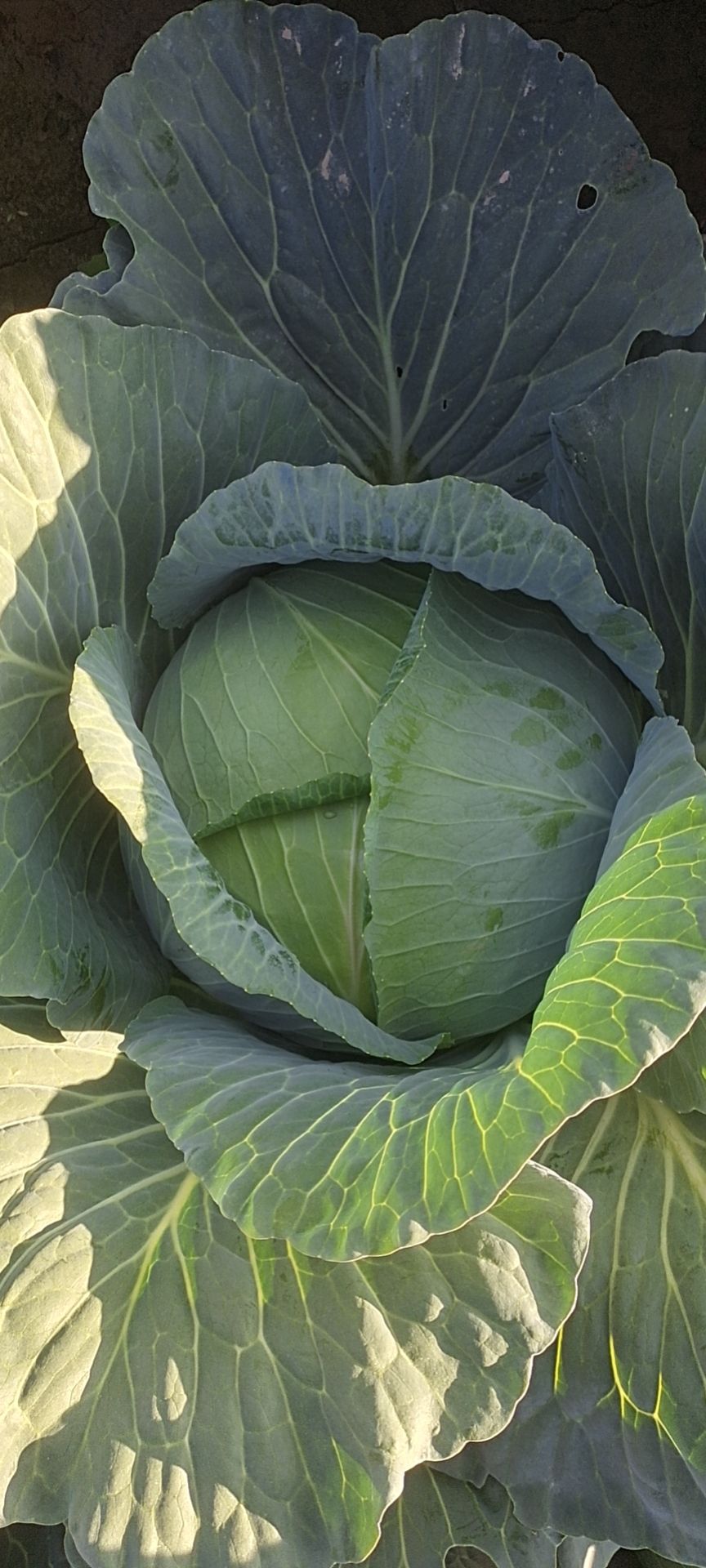 包菜  甘肃靖远莲花白  扁