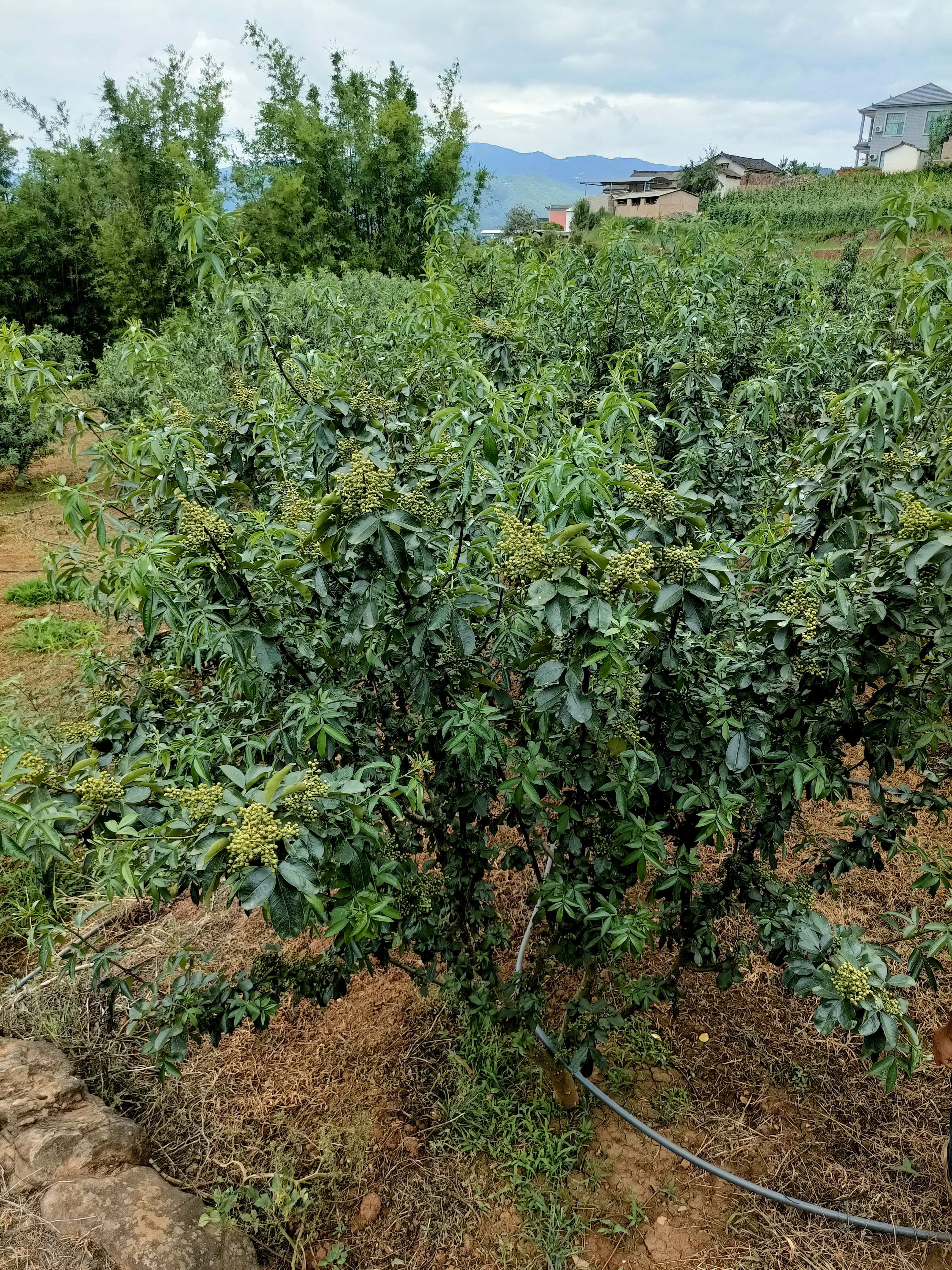 AAA青花椒苗    又叫无刺花椒苗   产量高 易采收