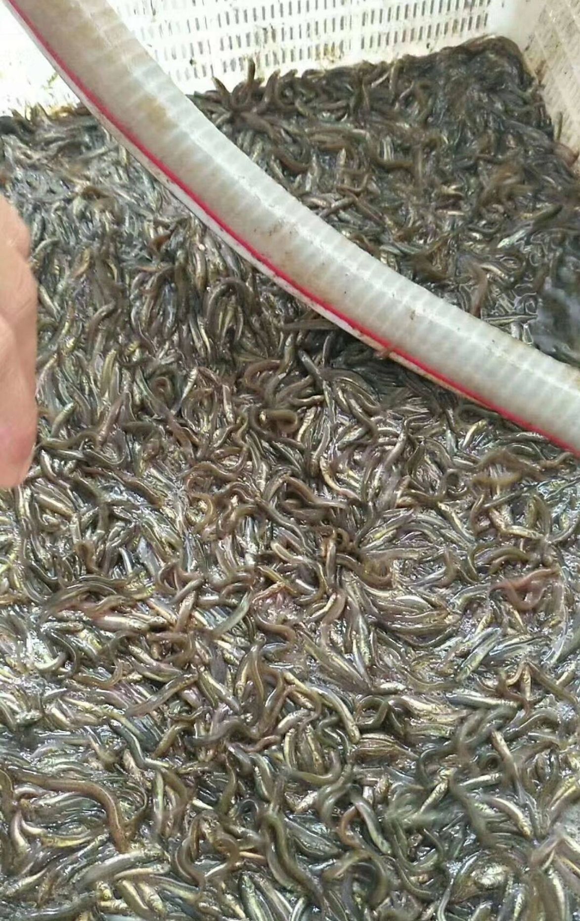 泥鳅苗  支持送货上门，货到付款量大从优，四川，云南，贵州，湖南，广西