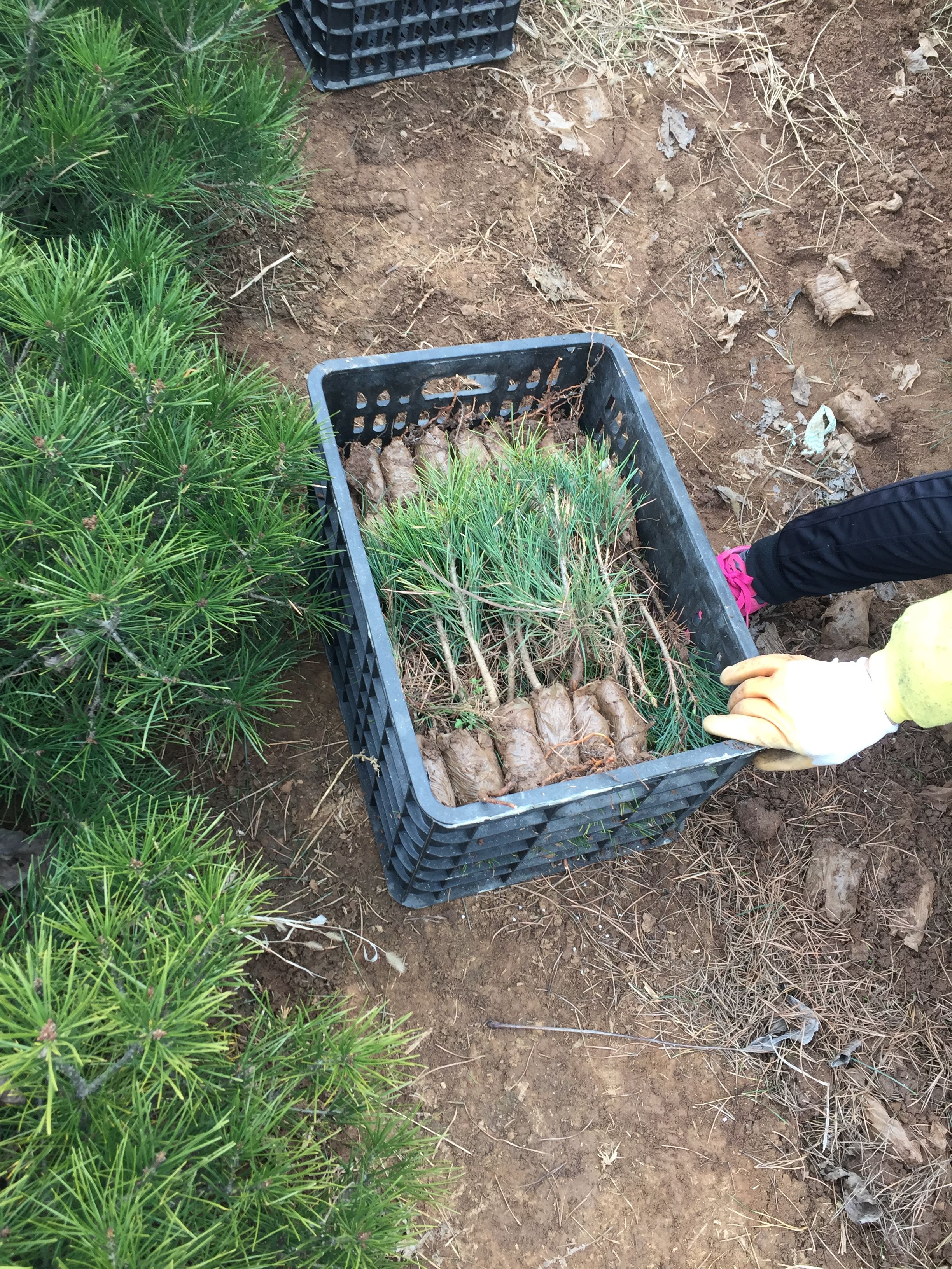 白皮松苗  白皮松小苗袋苗