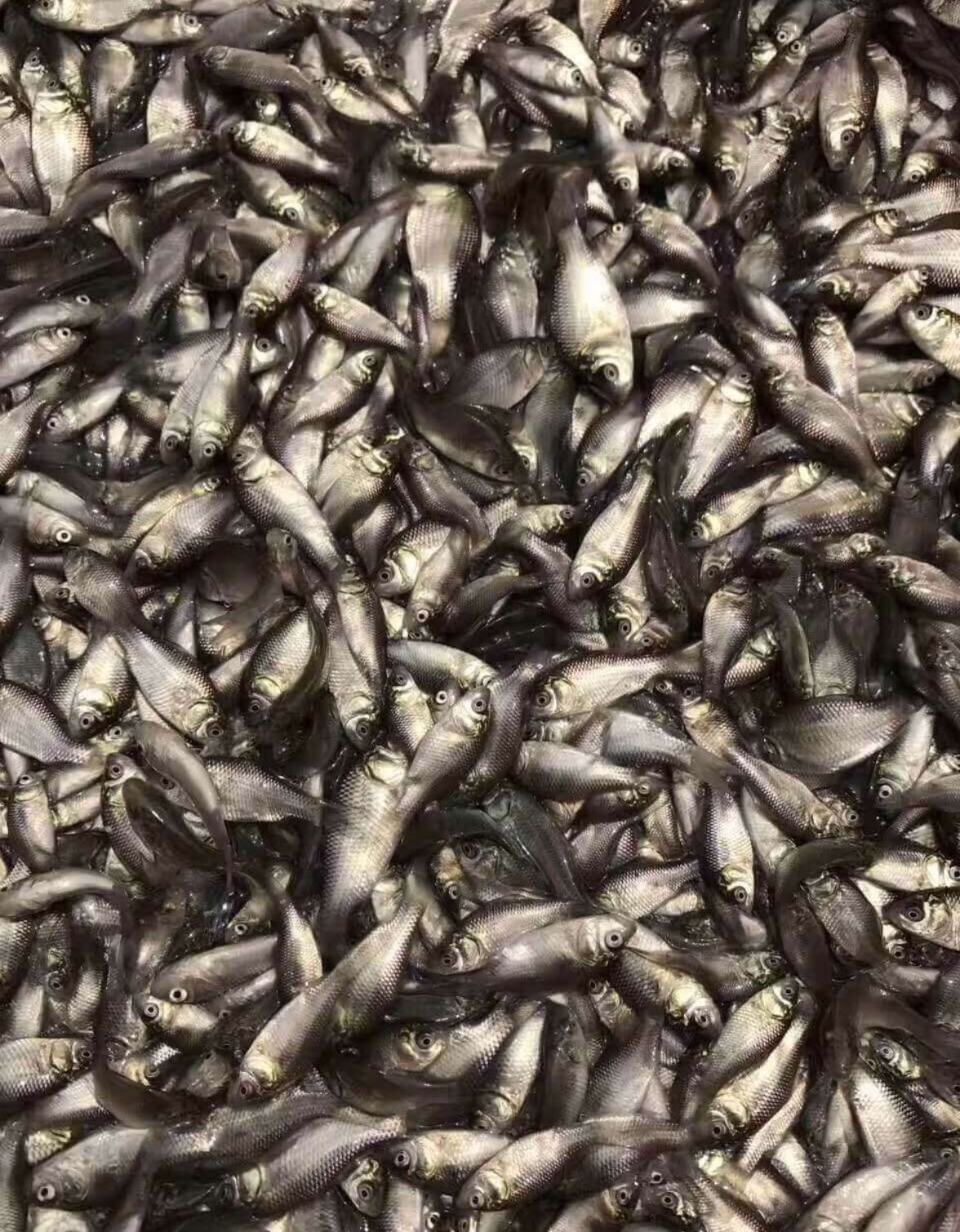 鲫鱼苗大量出售，免费送货上门，货到付款