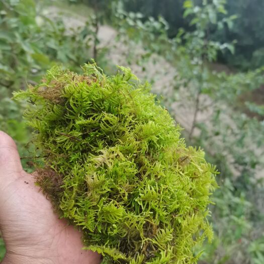 玉溪 水苔
