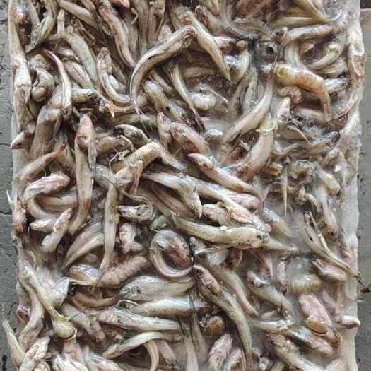 莱州市饲料鱼小杂鱼
