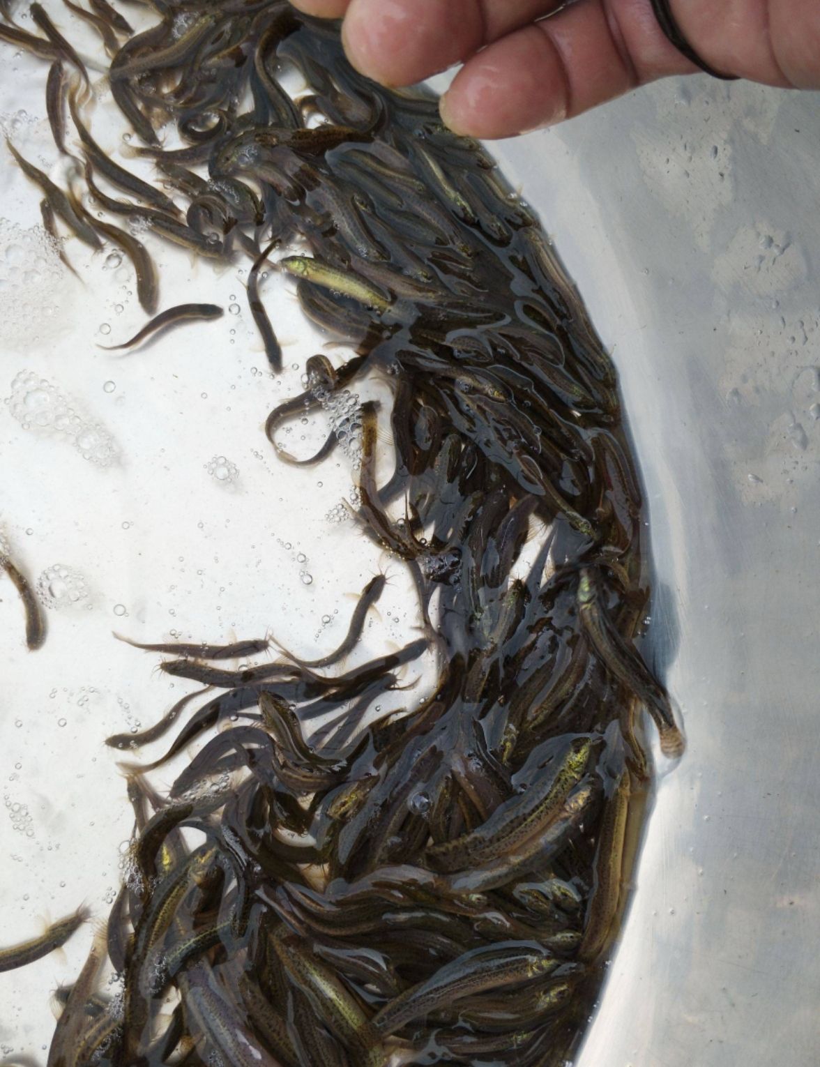 泥鳅苗  支持送货上门，货到付款量大从优，四川，云南，贵州，湖南，广西