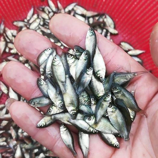 鲫鱼苗  中科三号，免费送货上门