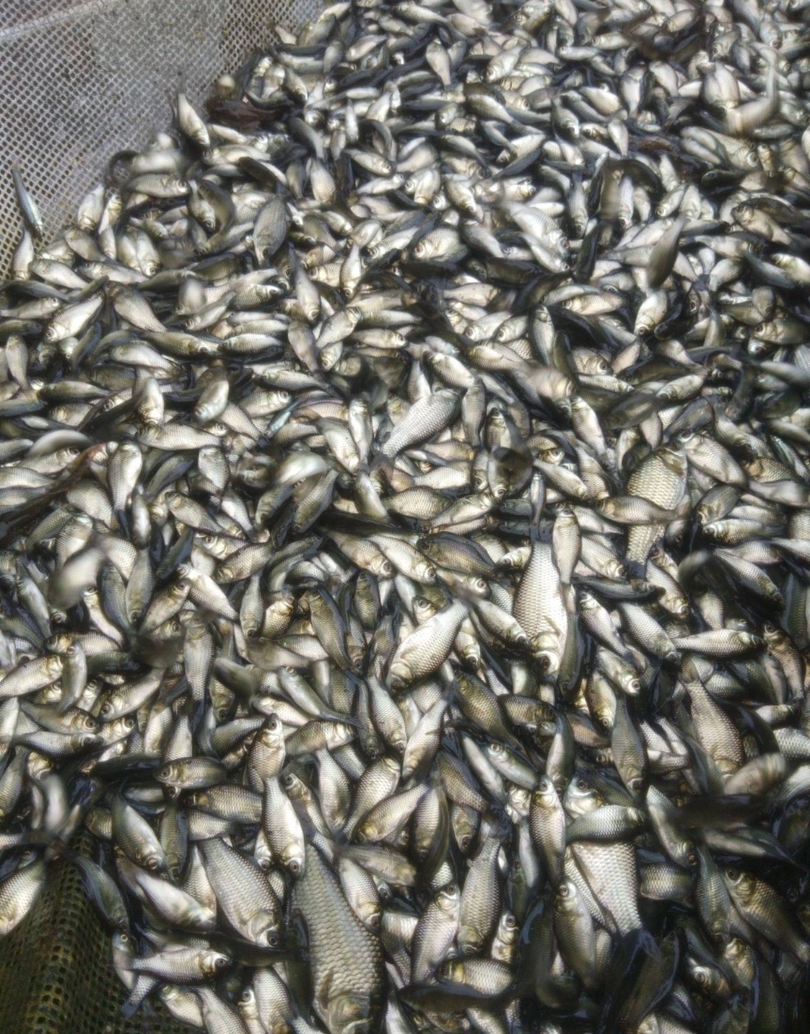 鲫鱼苗大量出售，免费送货上门，货到付款