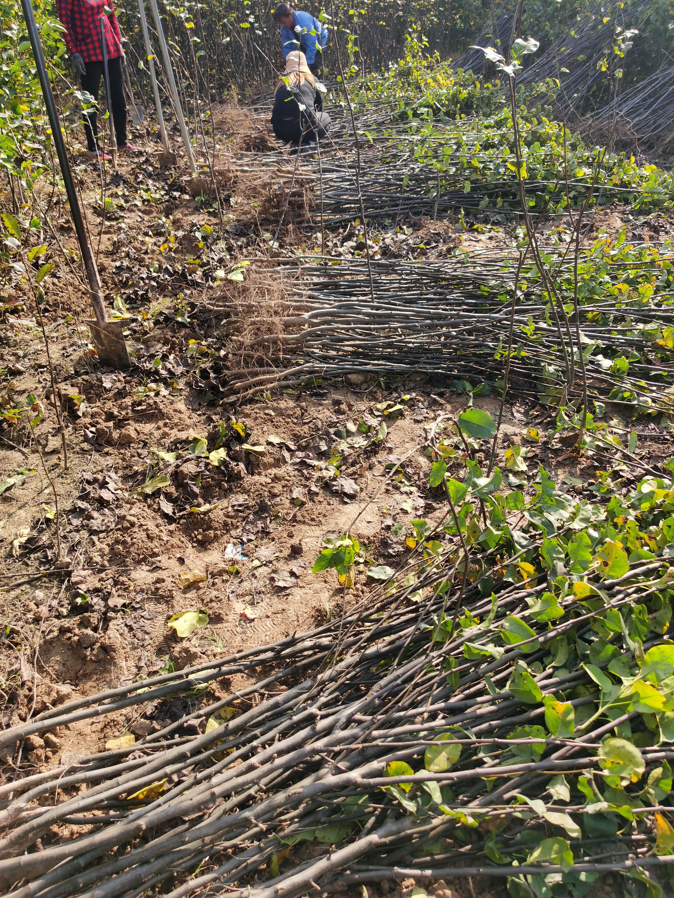 秋月梨树苗 品种保证 规格齐全 价格优惠