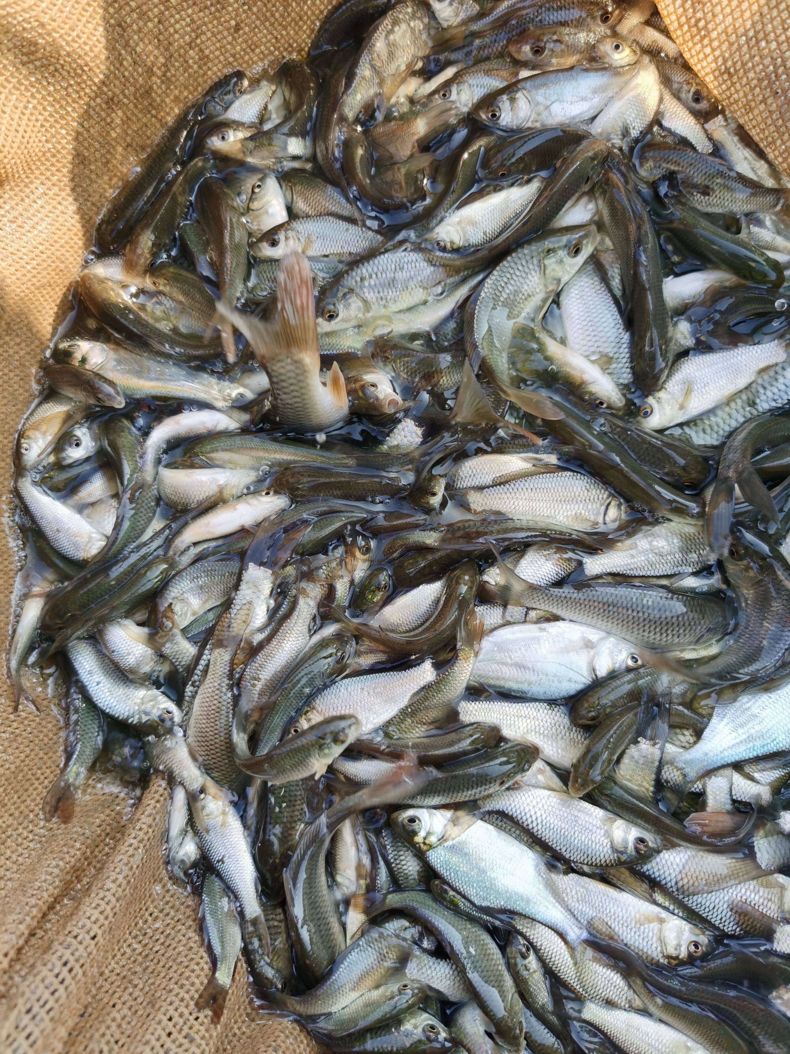鲤鱼苗  各种鱼苗，货到付款量大从优，云南，贵州四川￼等等地