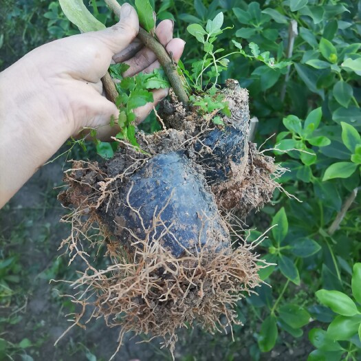 八角树  营养杯直生苗带杯带叶发货50公分起到达1米