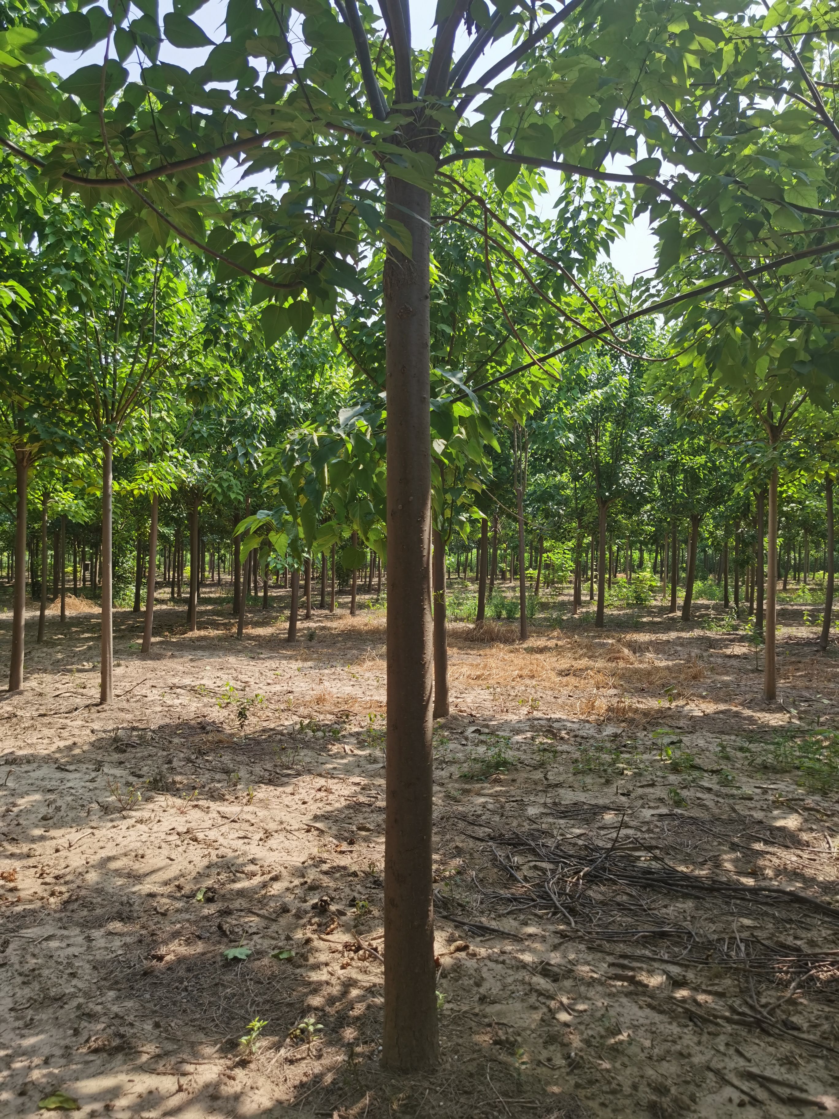 楸树供应1-15公分 大型基地规格齐全