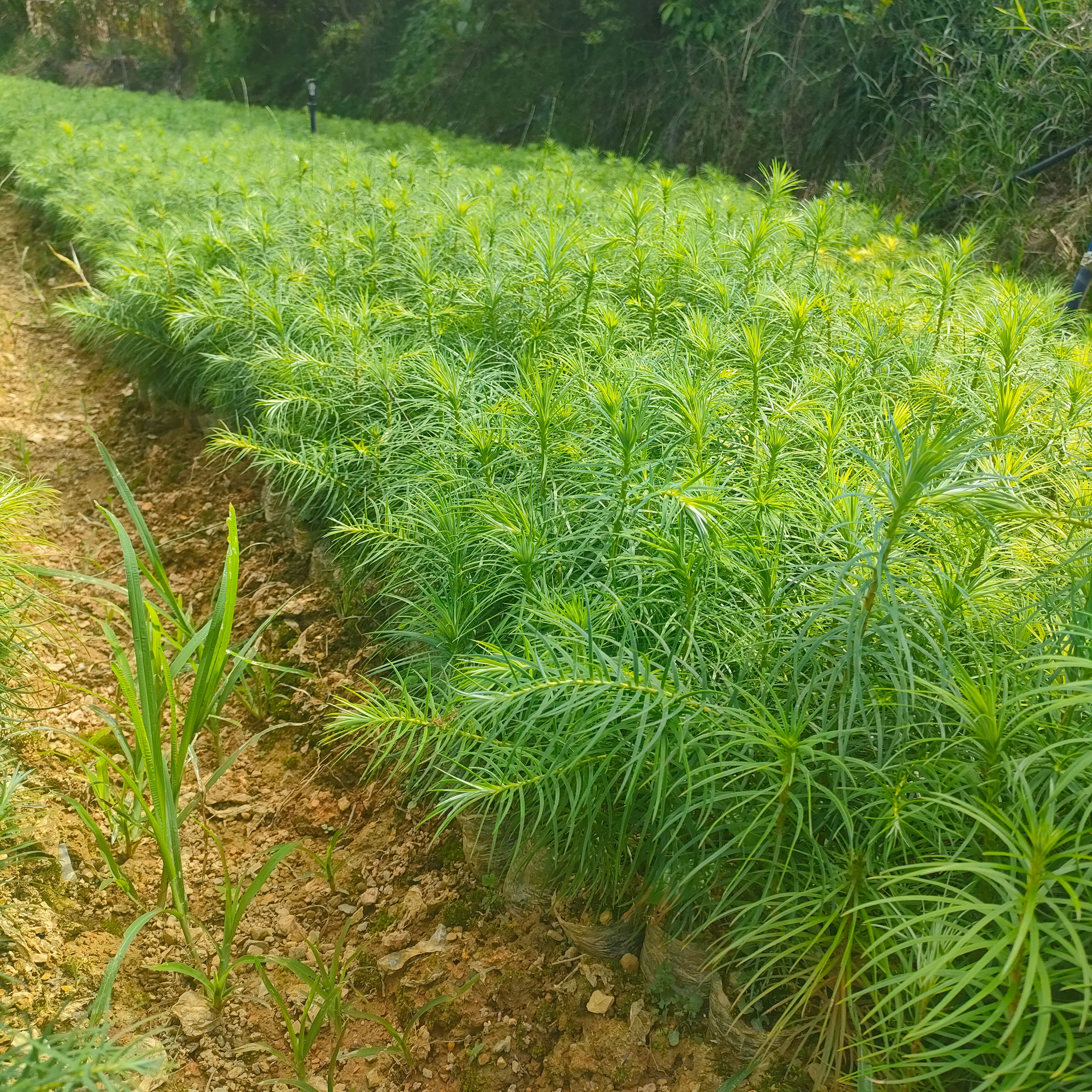杉木树苗  2023年秋季杉木苗新苗大量上市，咨询有惊喜！