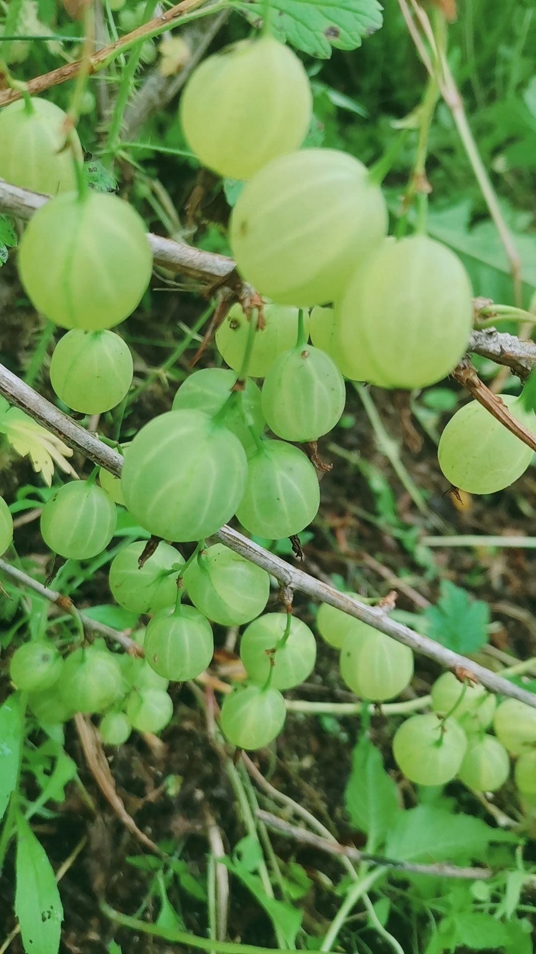 灯笼果苗加拿大灯笼果苗大果型灯笼果苗，叉多灯笼果苗