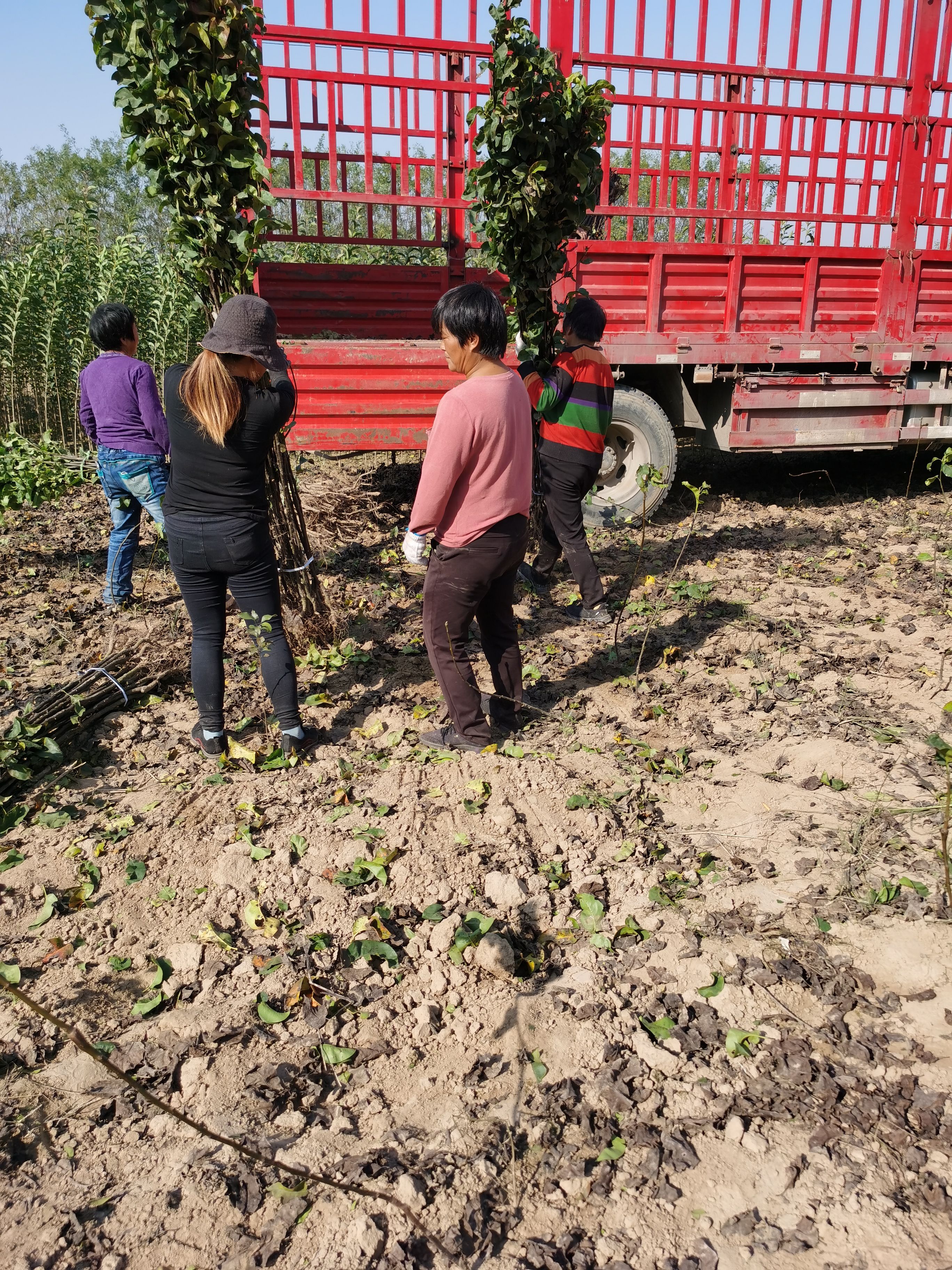 秋月梨树苗 保证品种 基地直供 全国发货