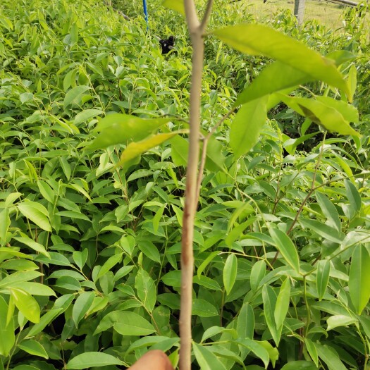 文昌市沉香苗 沉香移动中杯苗头颈0.8至1.4