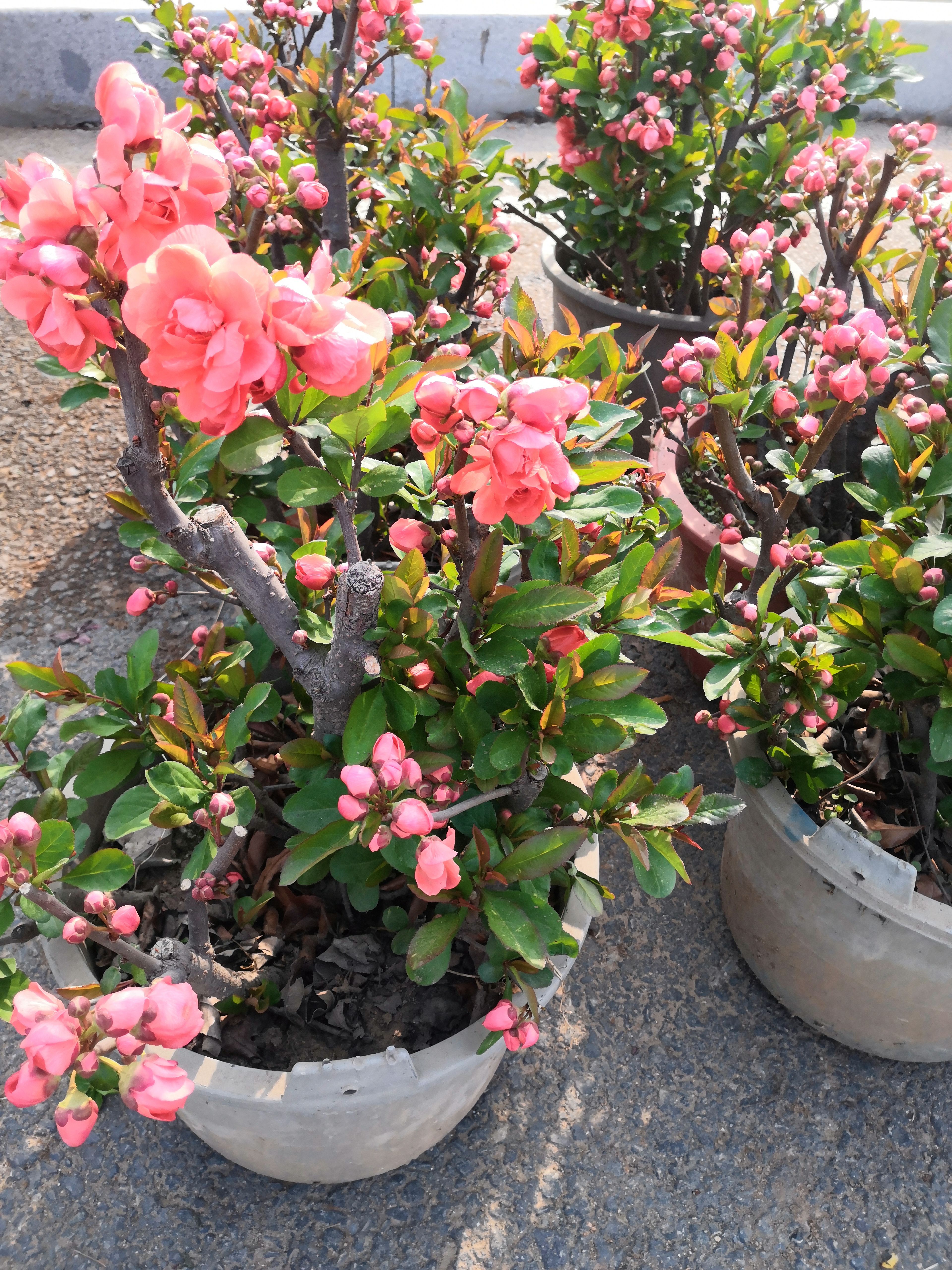 造型海棠长寿果白兰地海棠花瓶海棠盆栽