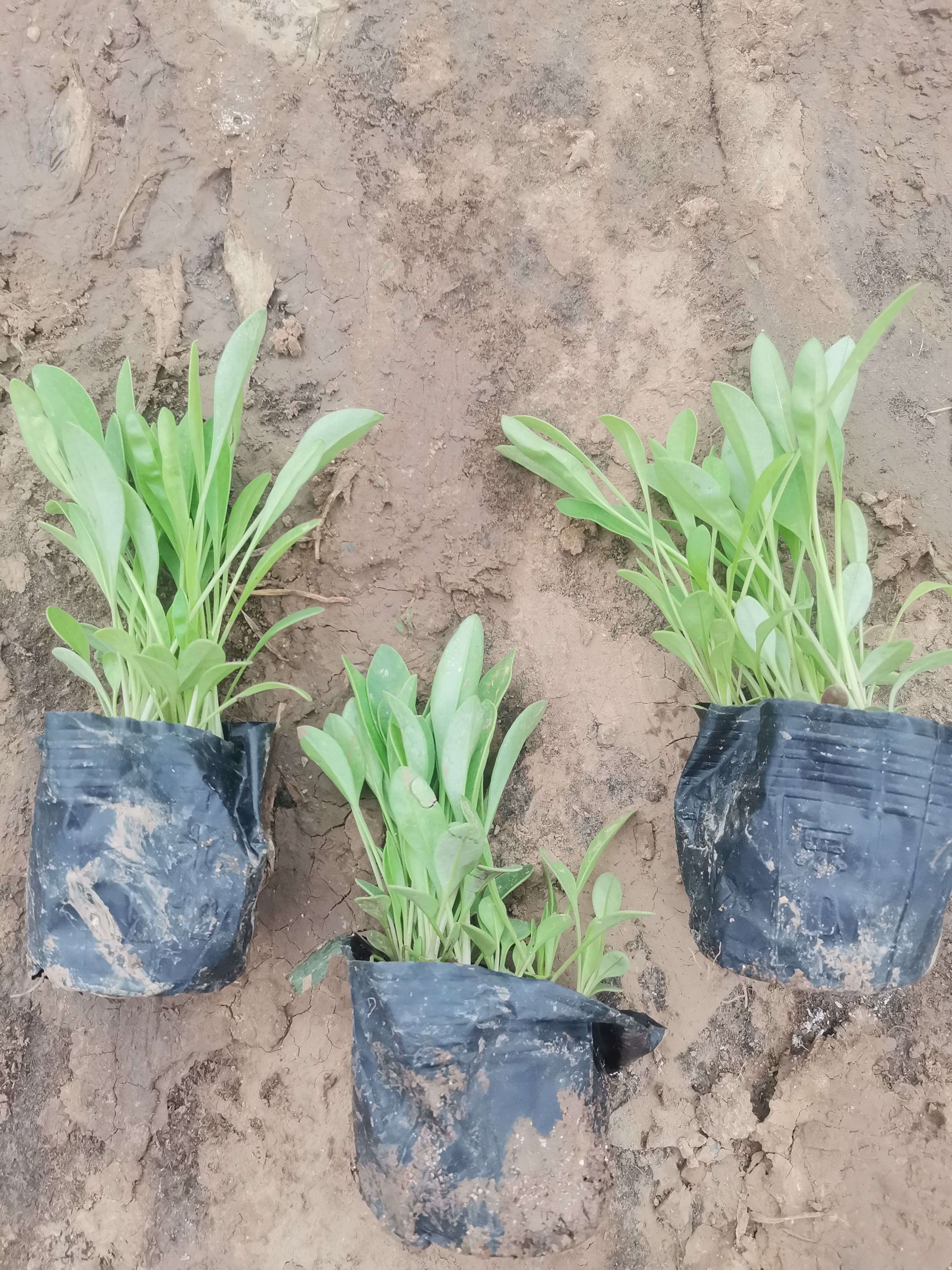 金鸡菊苗  撒种多芽大花金鸡菊基地直销质优价廉