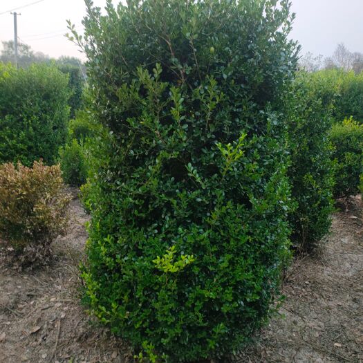 沭阳县瓜子黄杨床苗，分栽苗，小叶黄杨柱，盆景造型培育